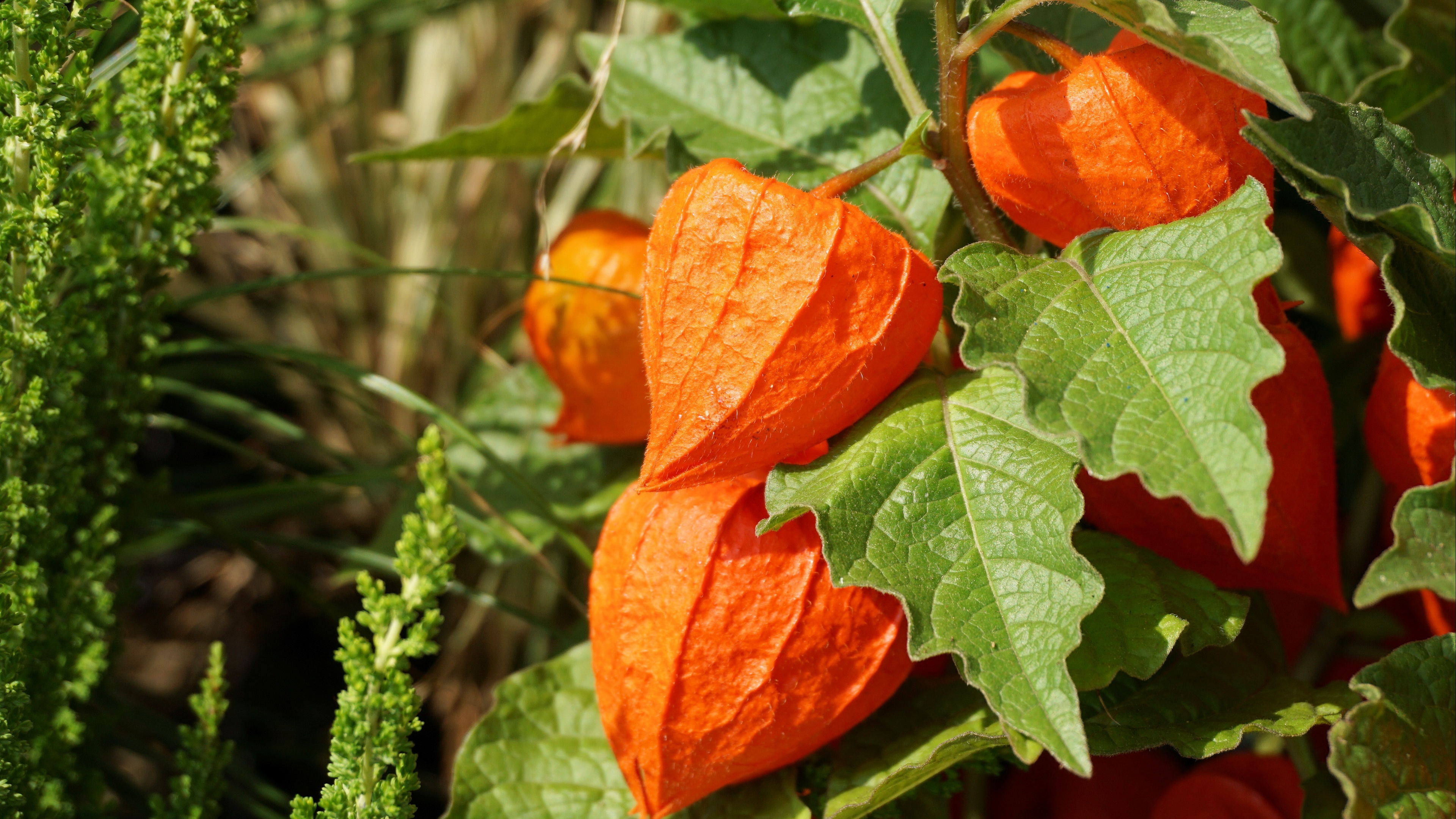 physalis berries twig 4k 1540065034