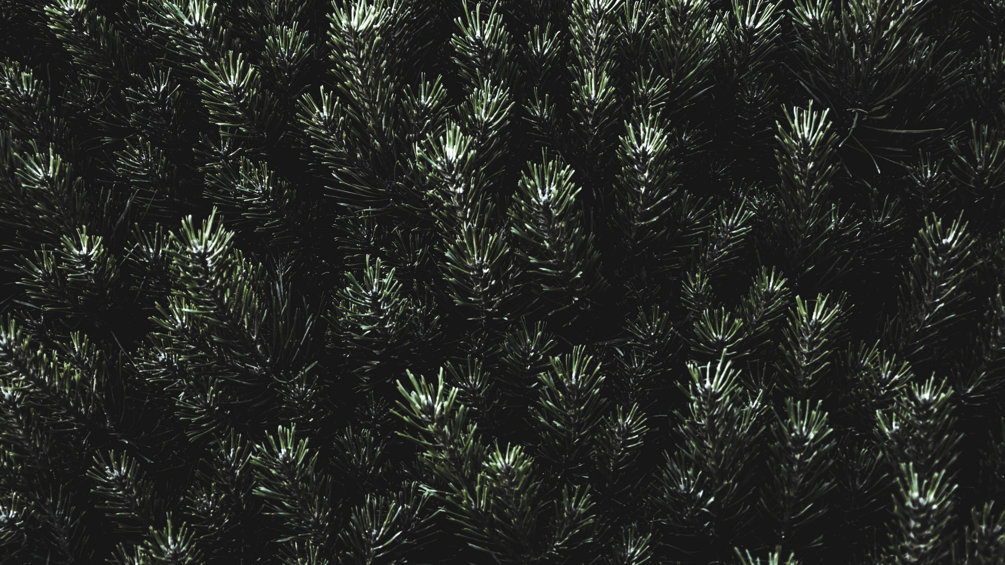 pine needles branches green 4k 1540575116