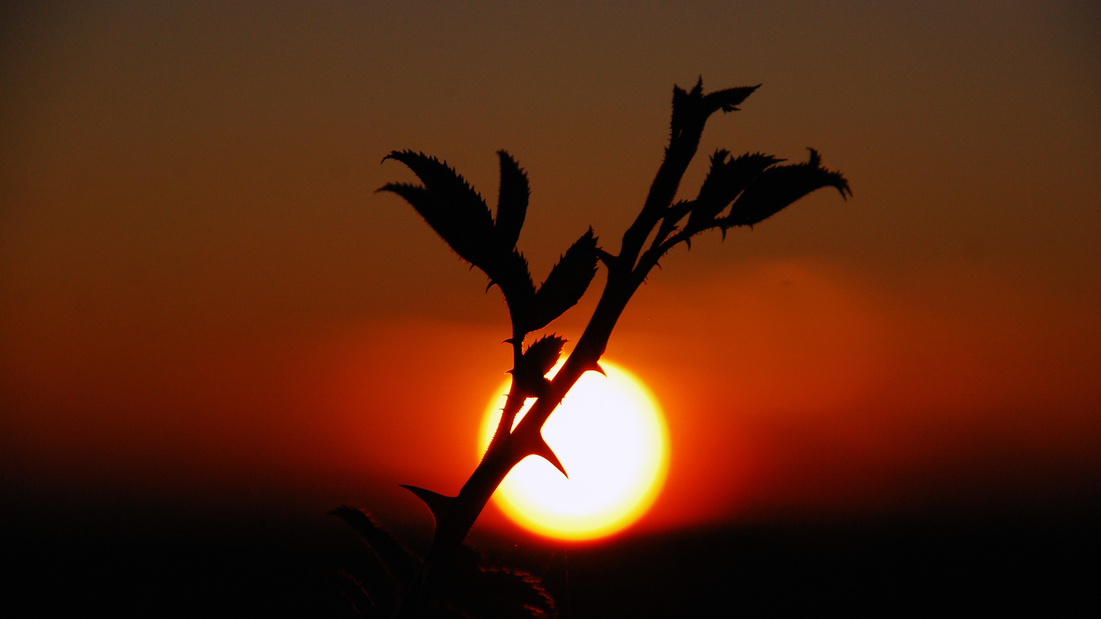 plants sunset nature sky 4k 1540576403