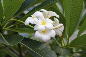 plumeria bloom snowy green buds 4k 1540064176