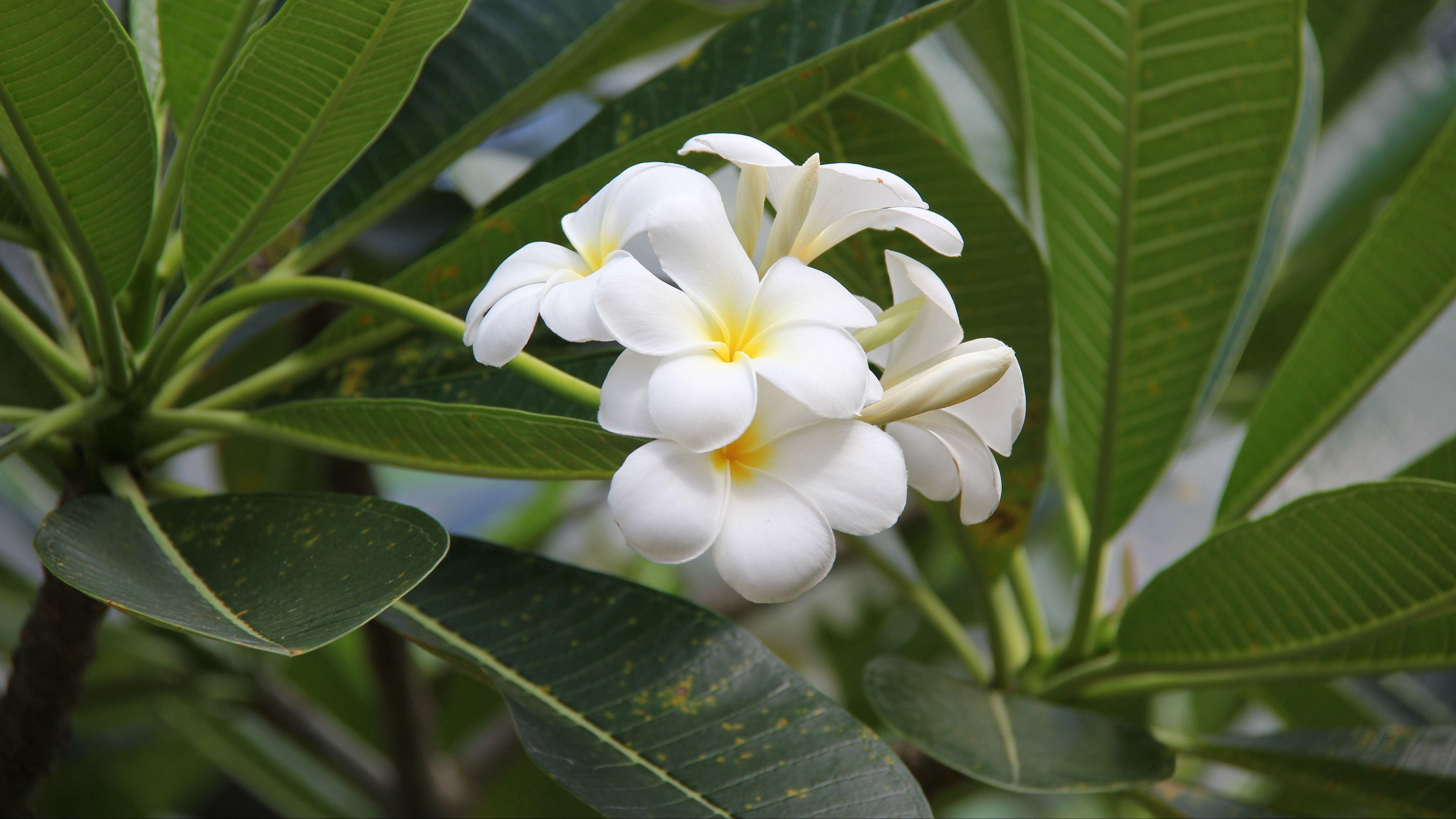 plumeria bloom snowy green buds 4k 1540064176