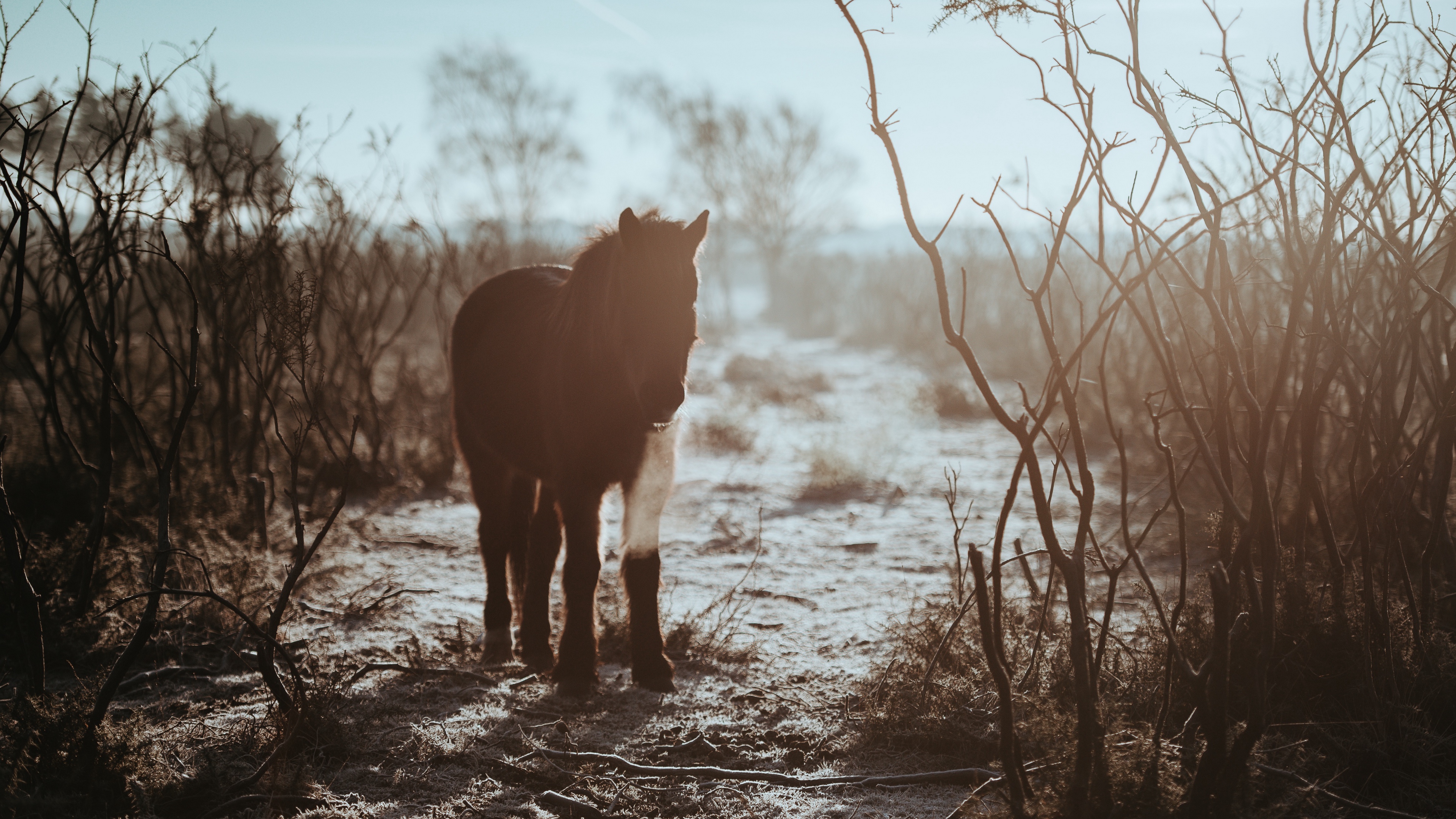 pony horse shadow bushes 4k 1540574380