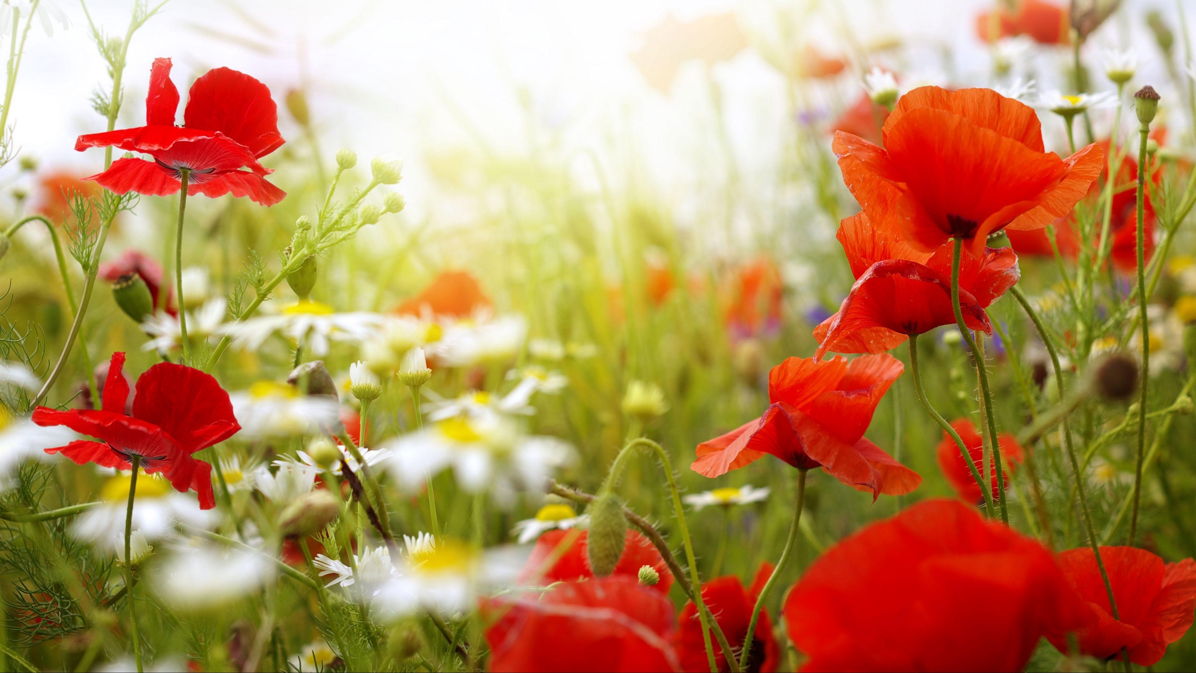 poppies daisies blur sky field clouds sun 4k 1540065161