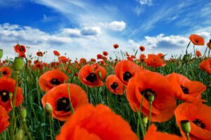 poppies field sky clouds summer greens 4k 1540065059