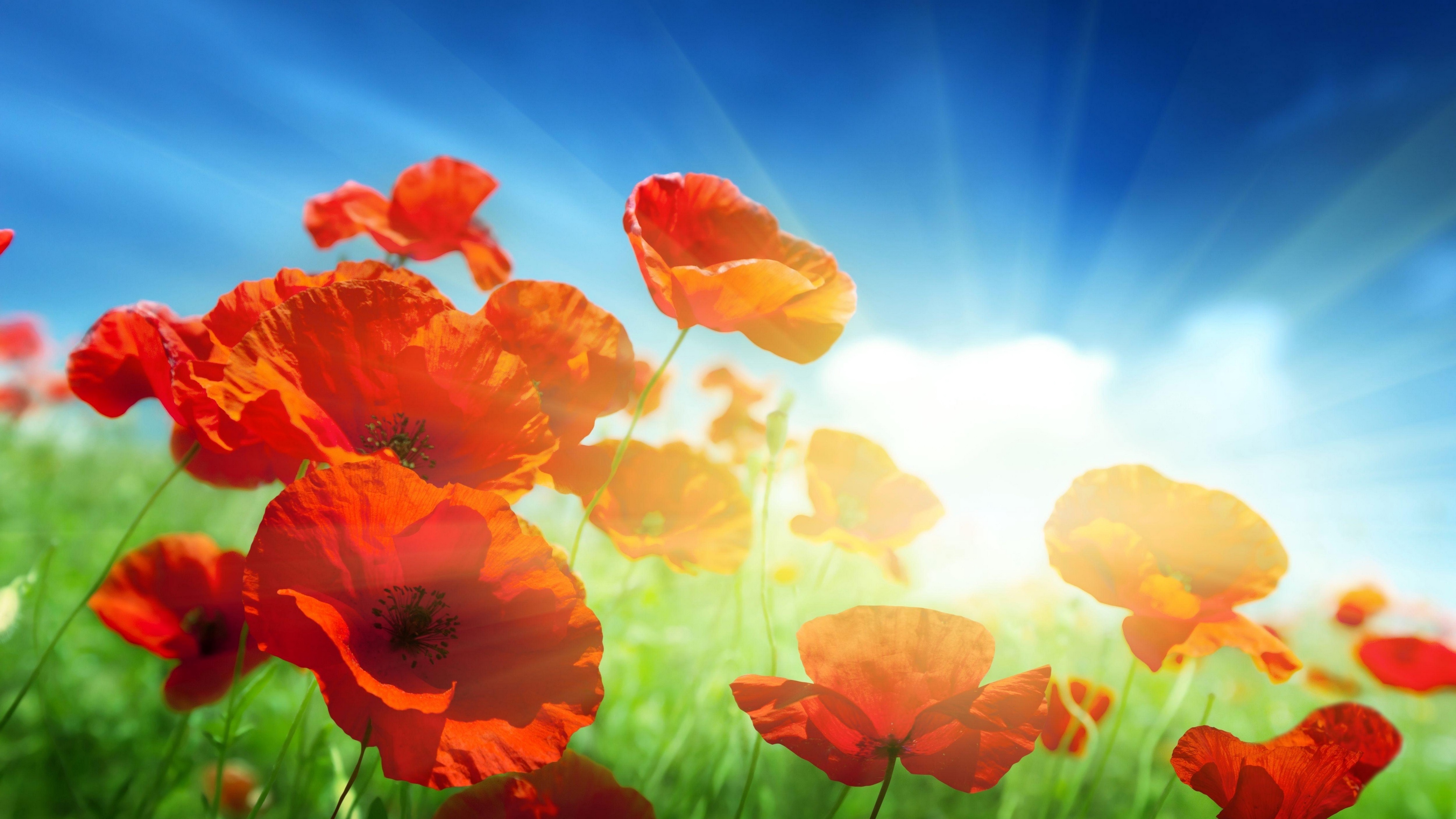 poppies field sky sun rays light 4k 1540064799