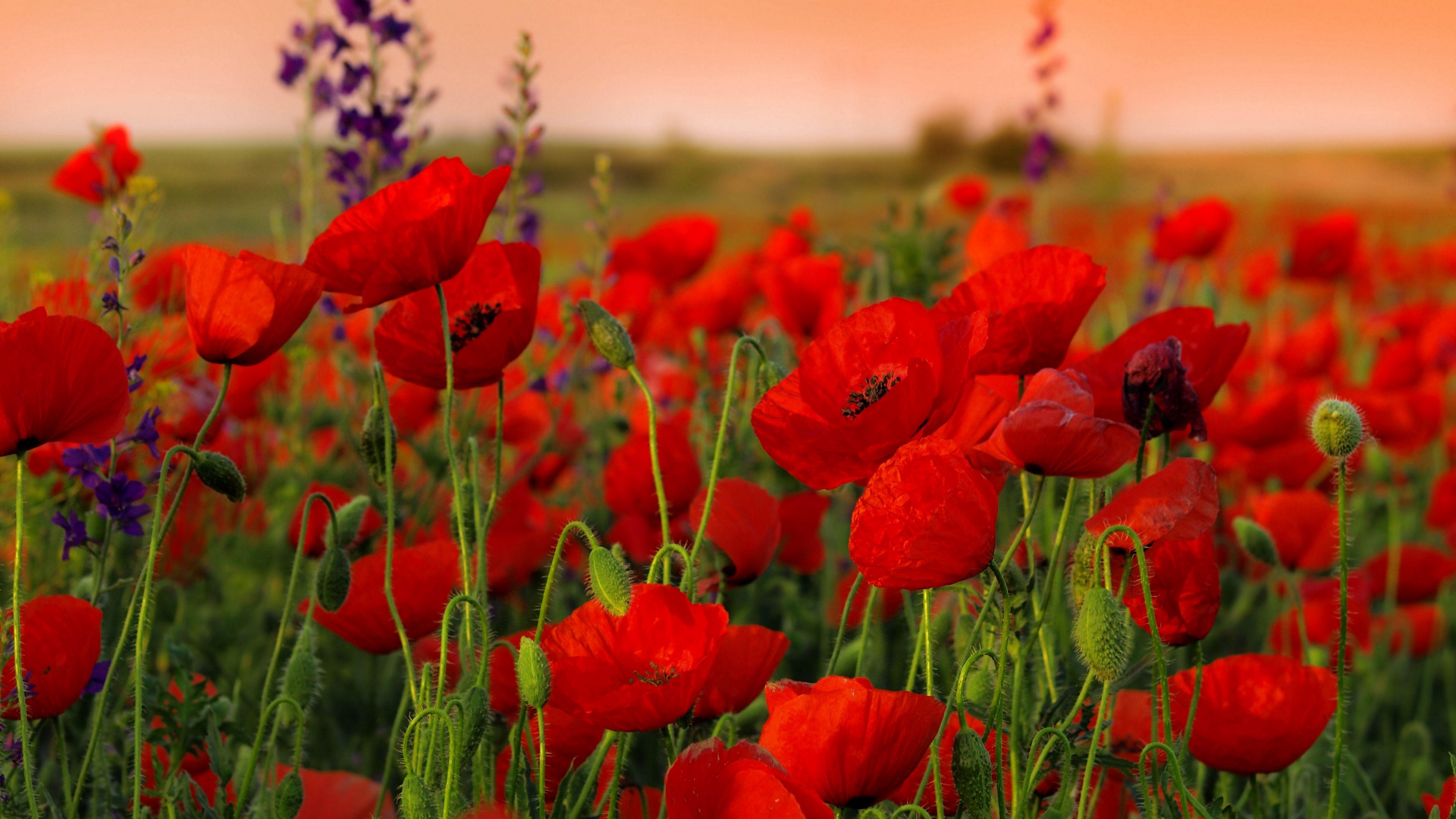 poppies flowers field sharpness summer 4k 1540065046