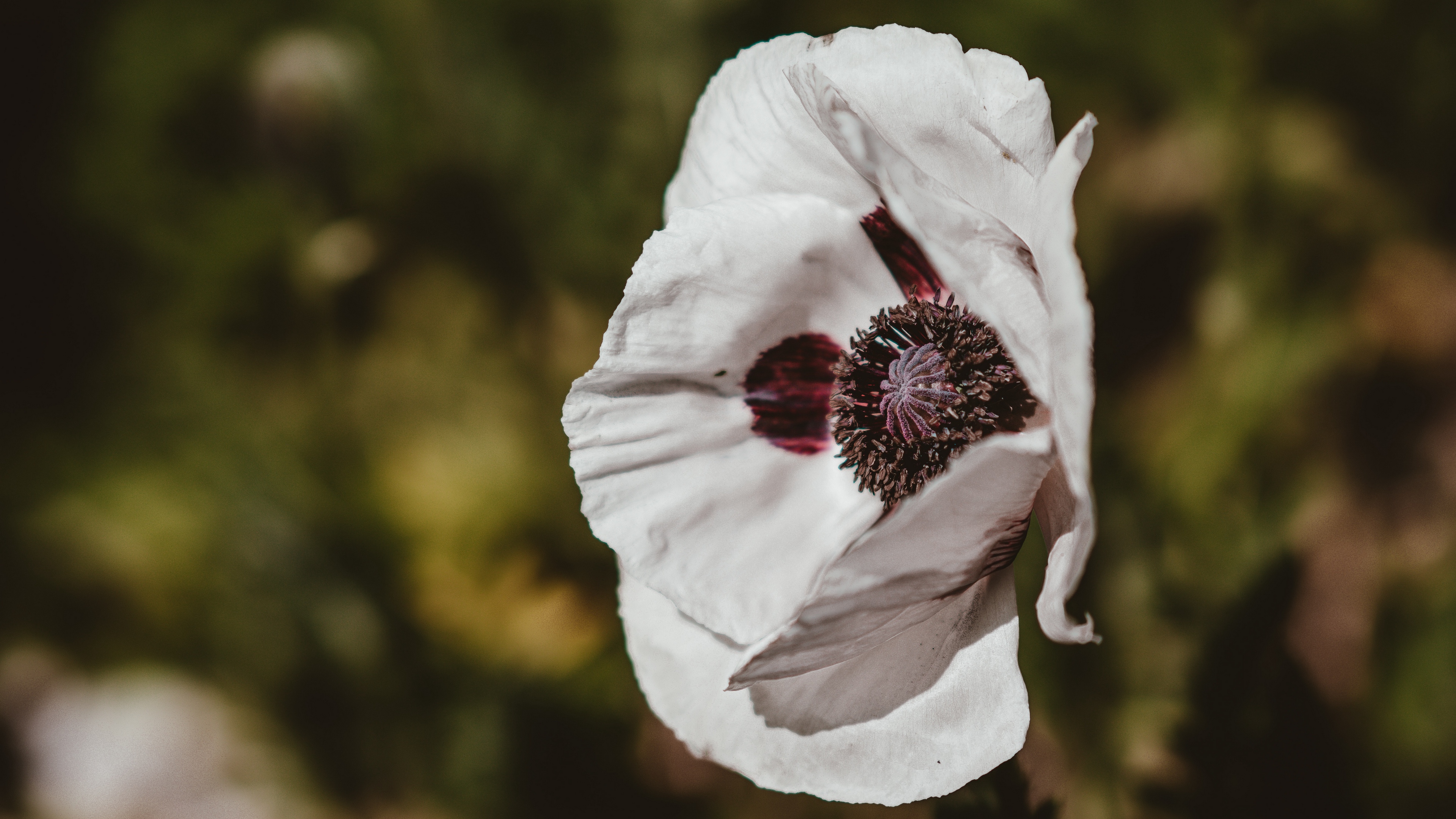 poppy flower white blur 4k 1540064110