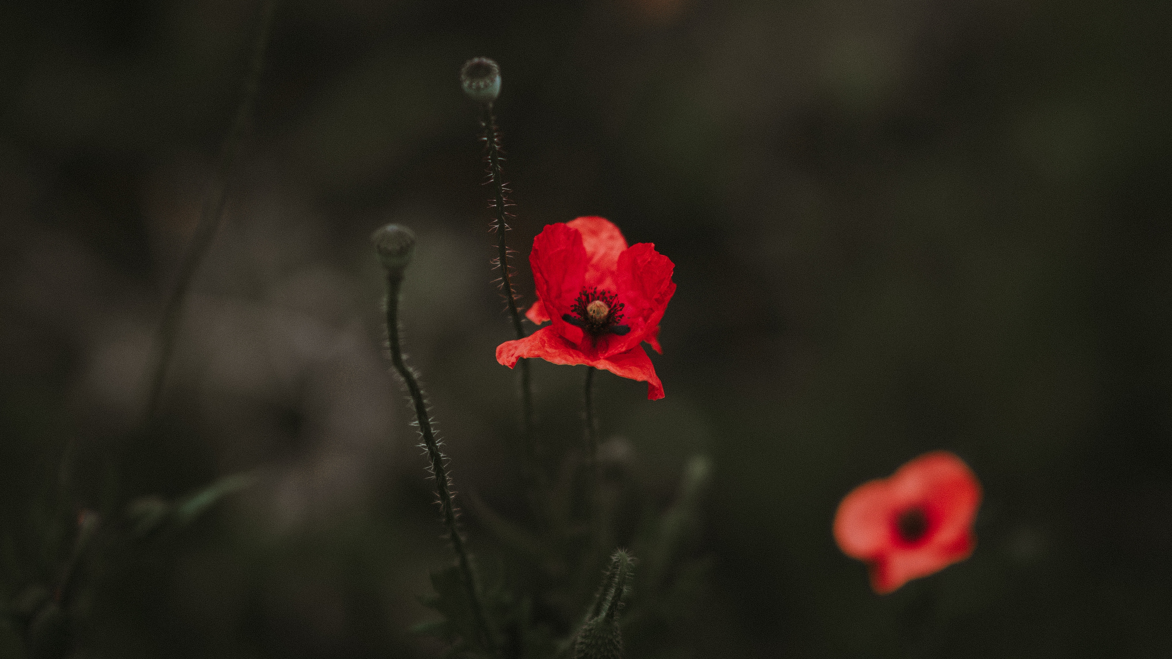 poppy red blur bloom flowerbed 4k 1540064495