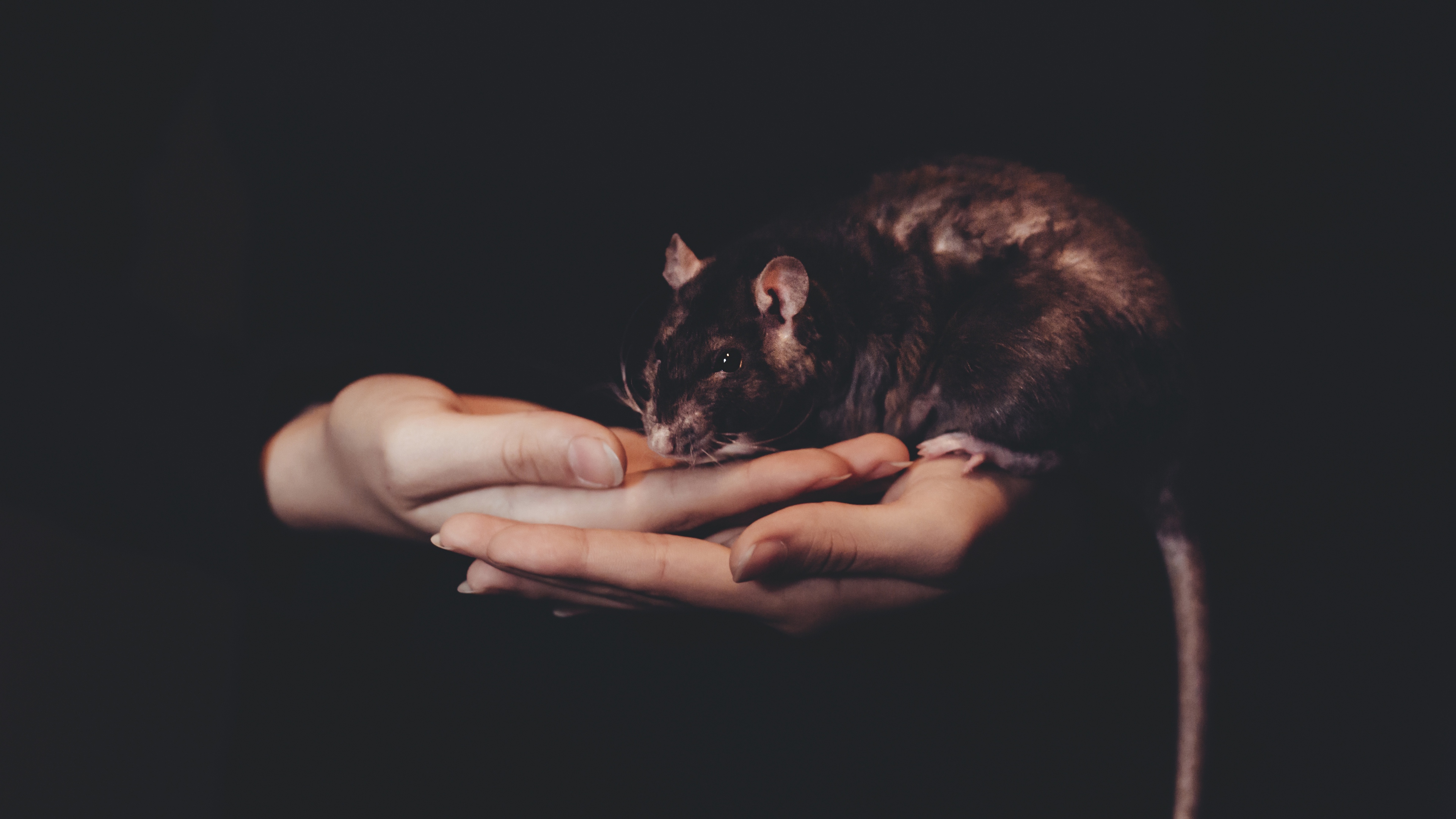 rat hands pet 4k 1540575741