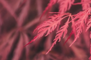 red leaf macro 4k 1540141123