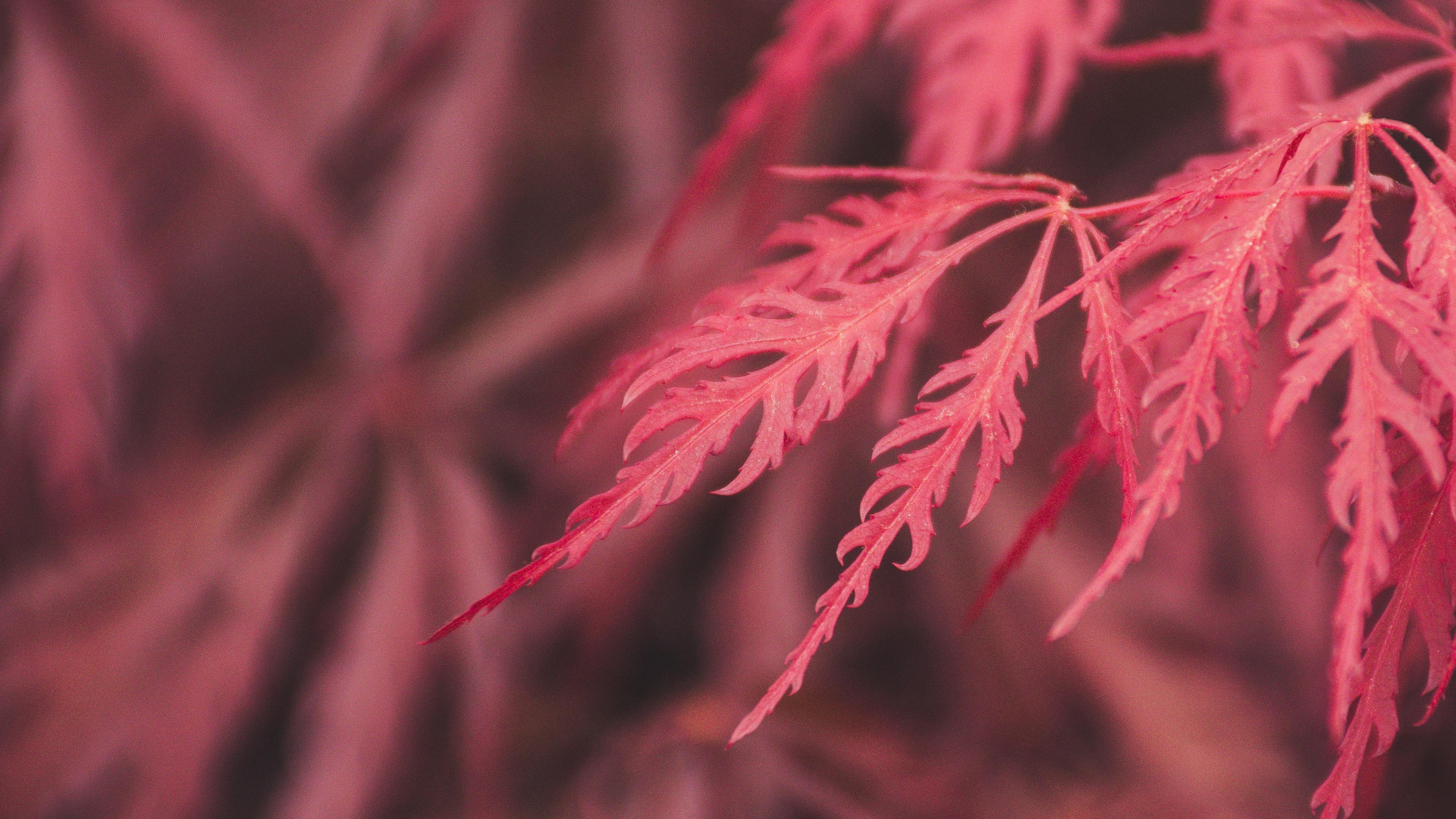 red leaf macro 4k 1540141123