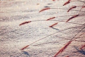 reeds plant macro photography 4k 1540135887