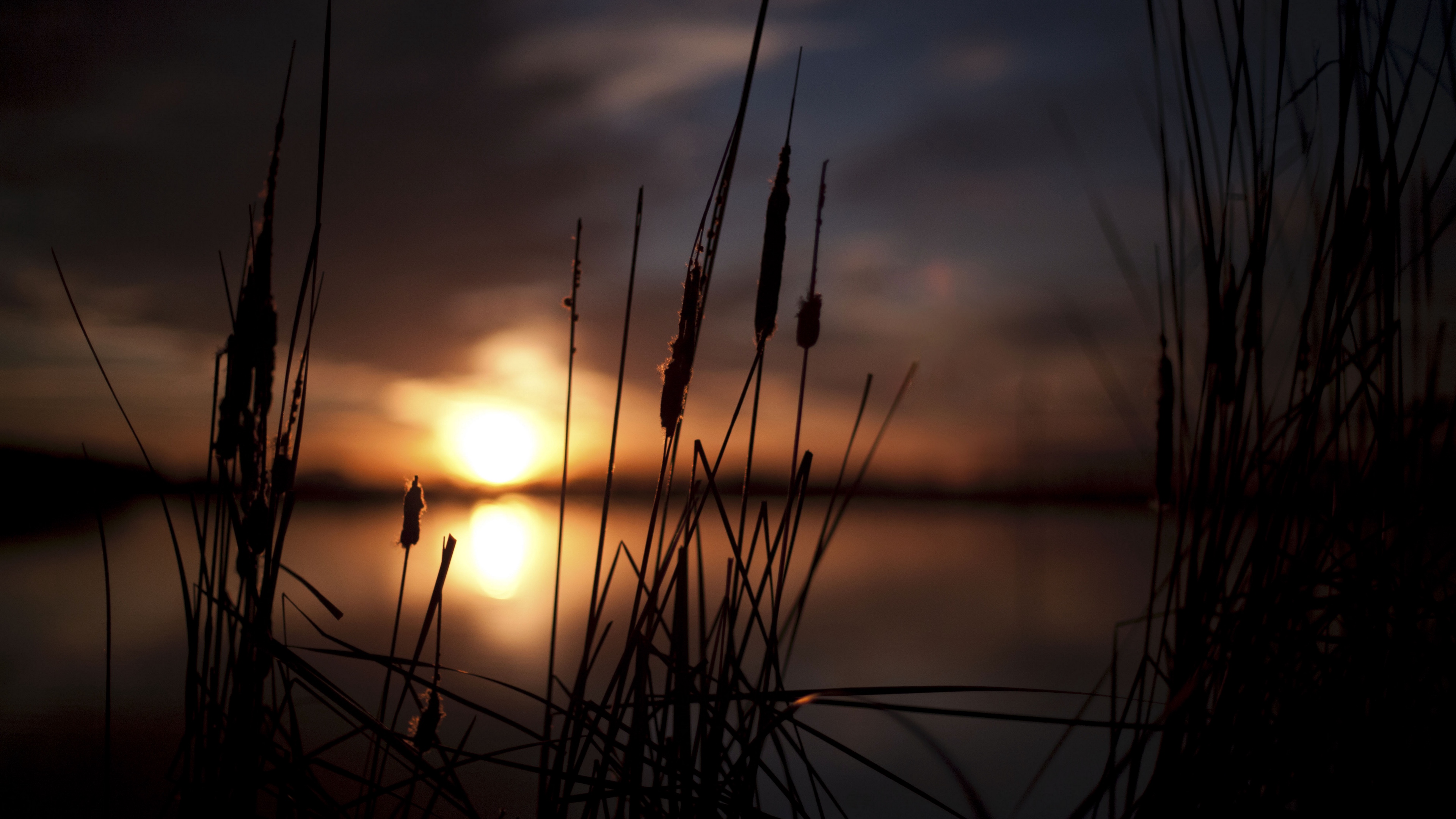 reeds sunset swamp 4k 1540574813