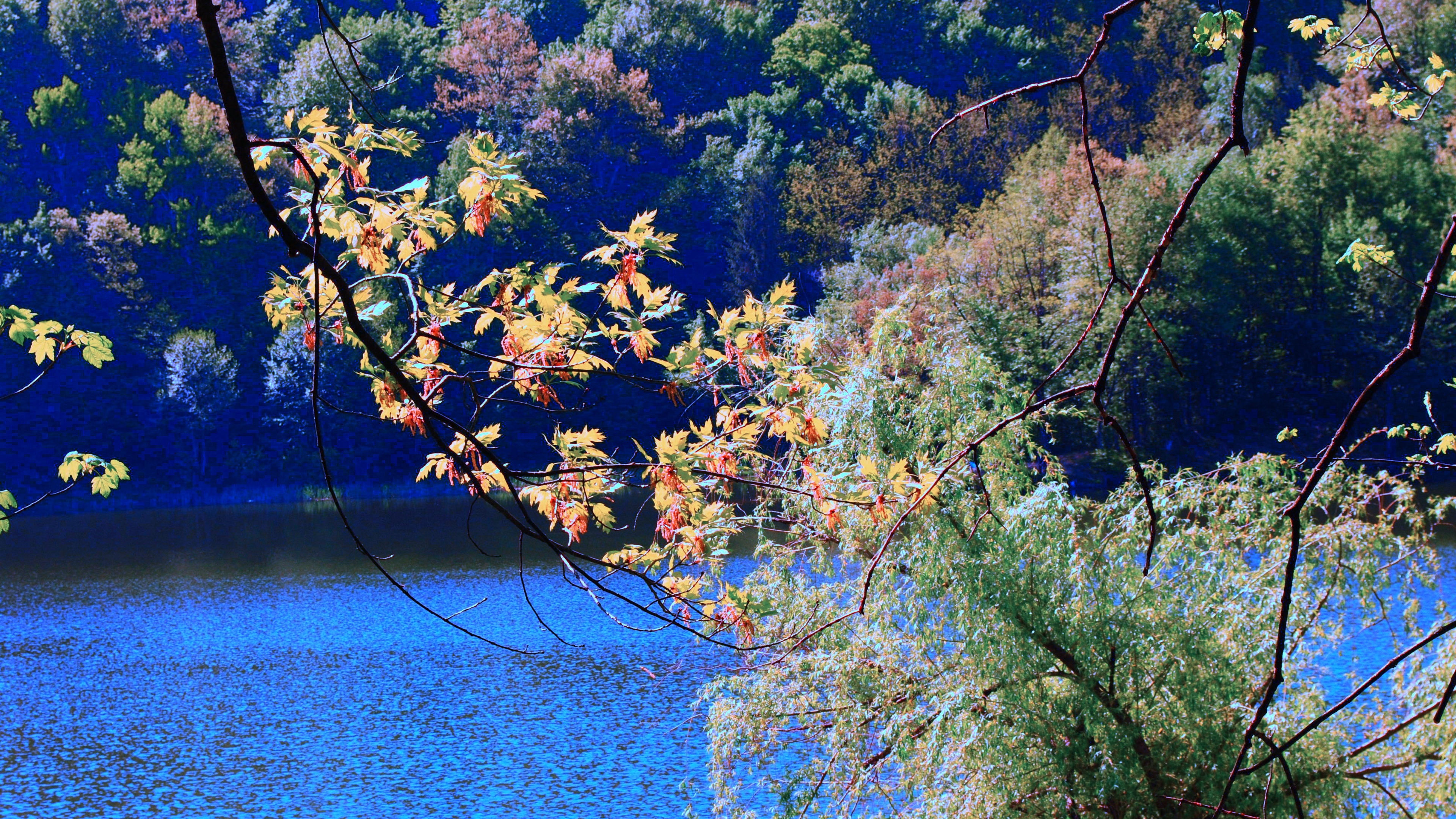 river trees branches nature 4k 1540146071