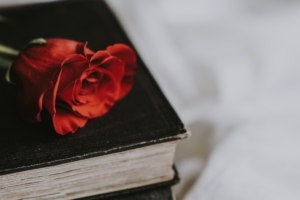 rose book flower blur 4k 1540064953