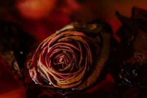 rose bud dry flower red 4k 1540064549