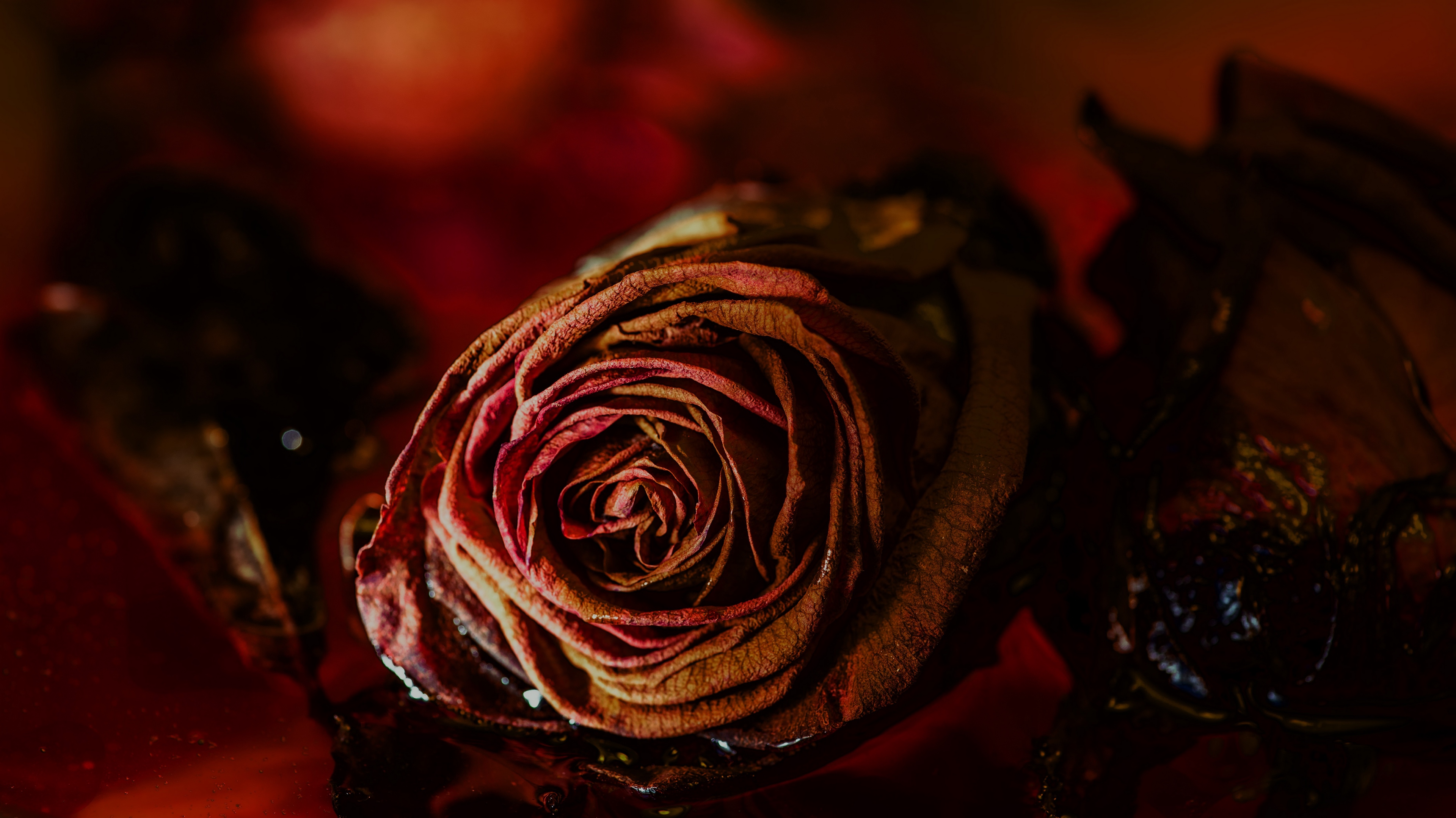 rose bud dry flower red 4k 1540064549