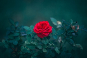 rose bud red bush blur leaves 4k 1540065248