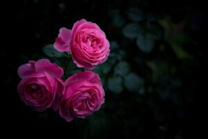 rose buds bush garden pink 4k 1540576357