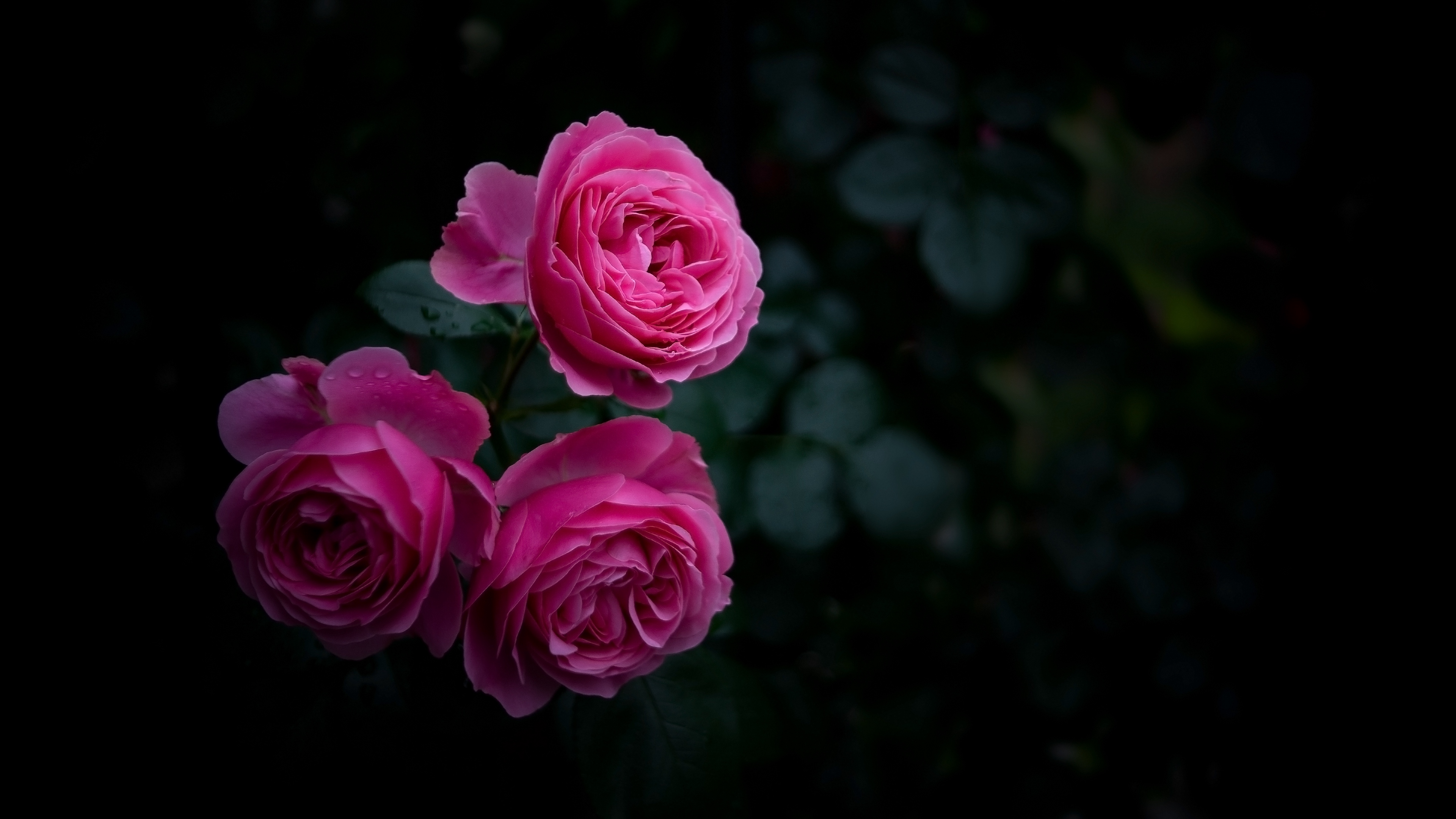 rose buds bush garden pink 4k 1540576357