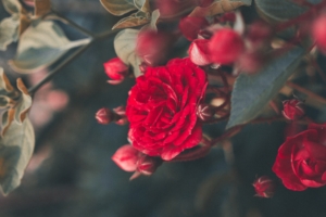 rose bush bloom garden red blur 4k 1540065163