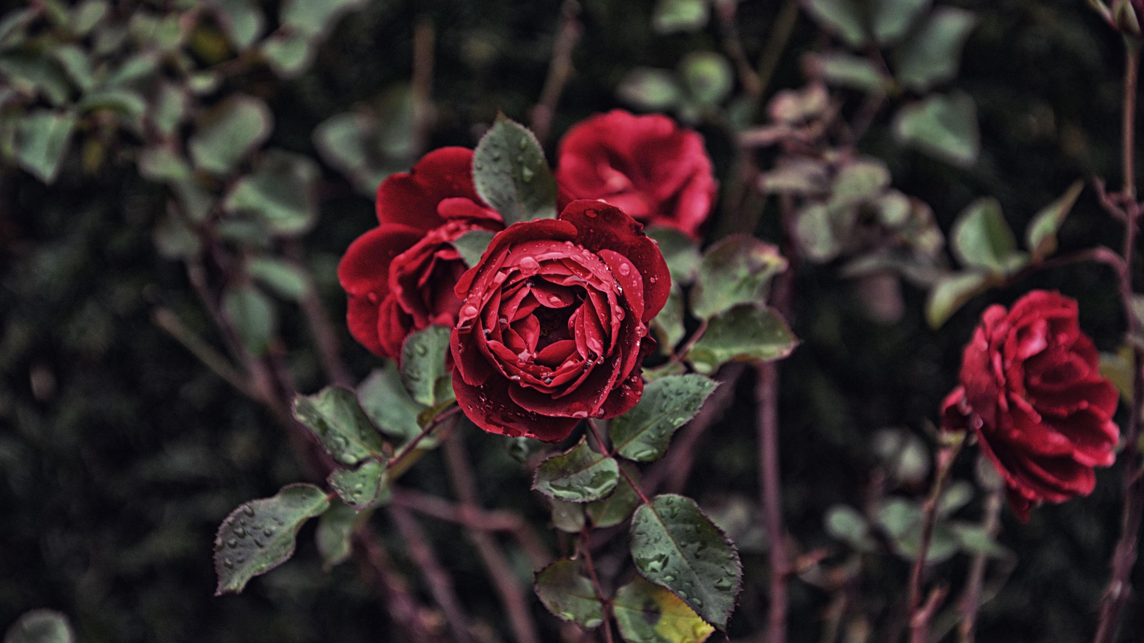 rose drops bud bush blur 4k 1540065246