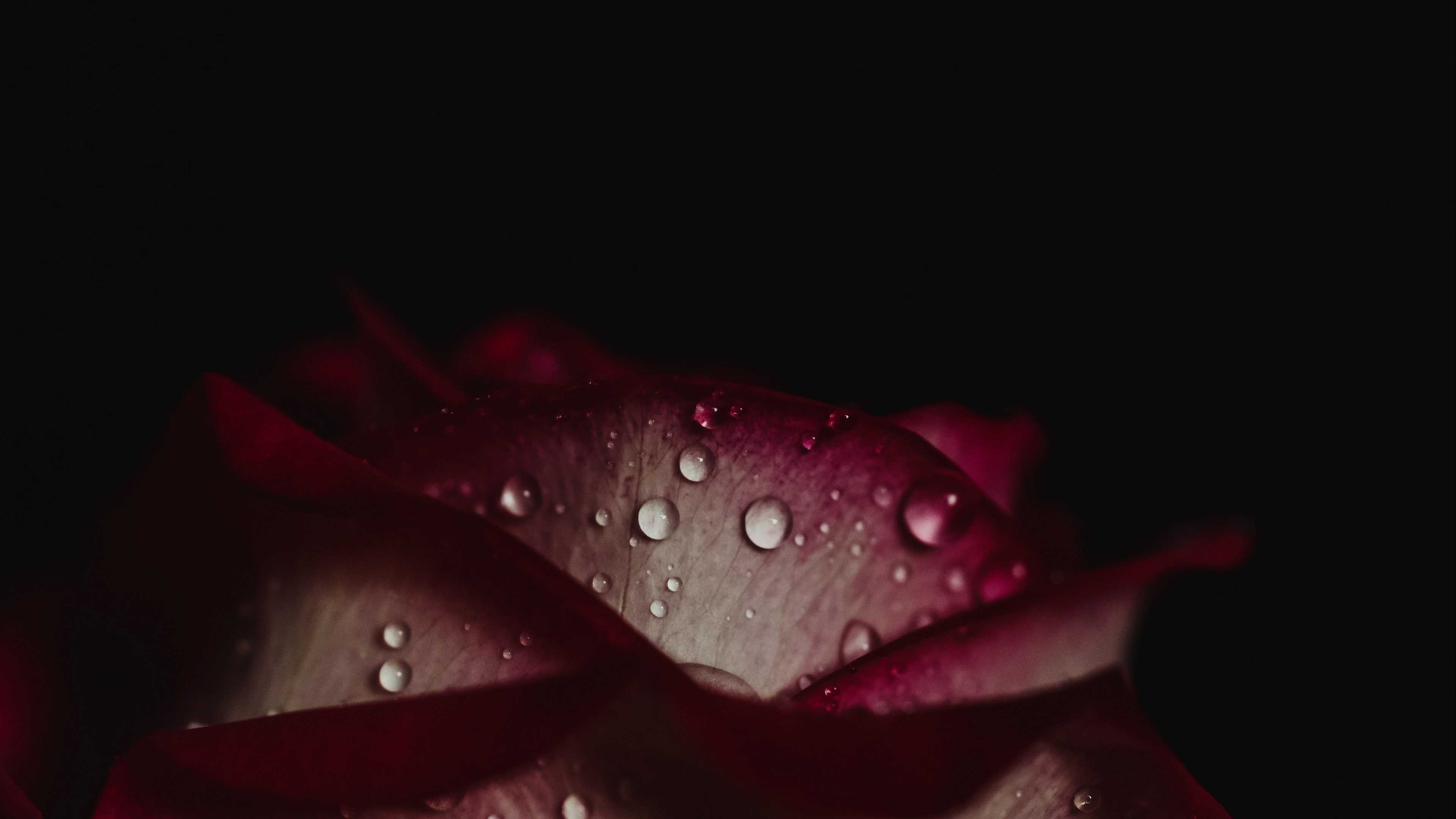 rose drops petals dark background 4k 1540574817