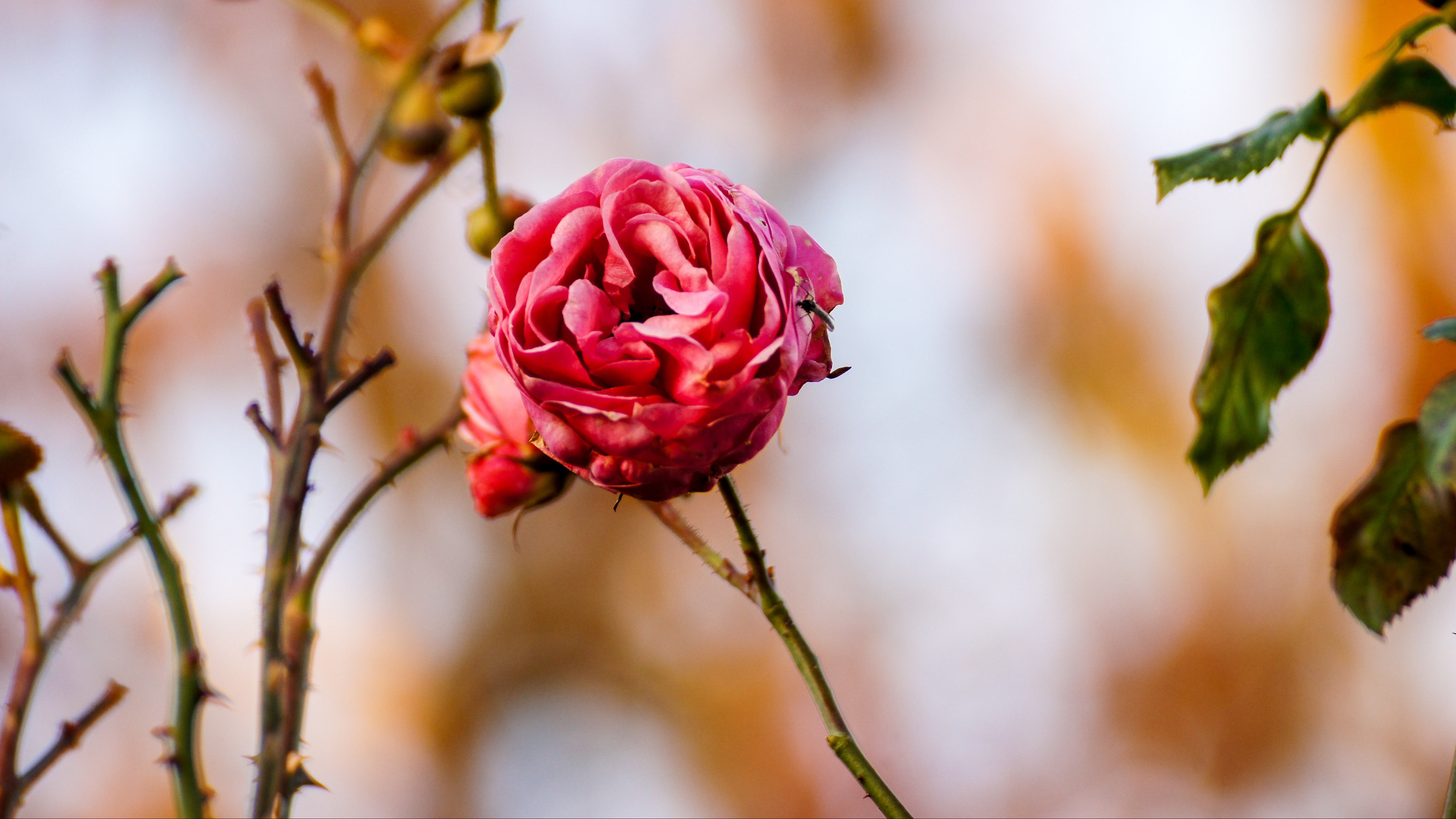 rose flower bud close up 4k 1540064129