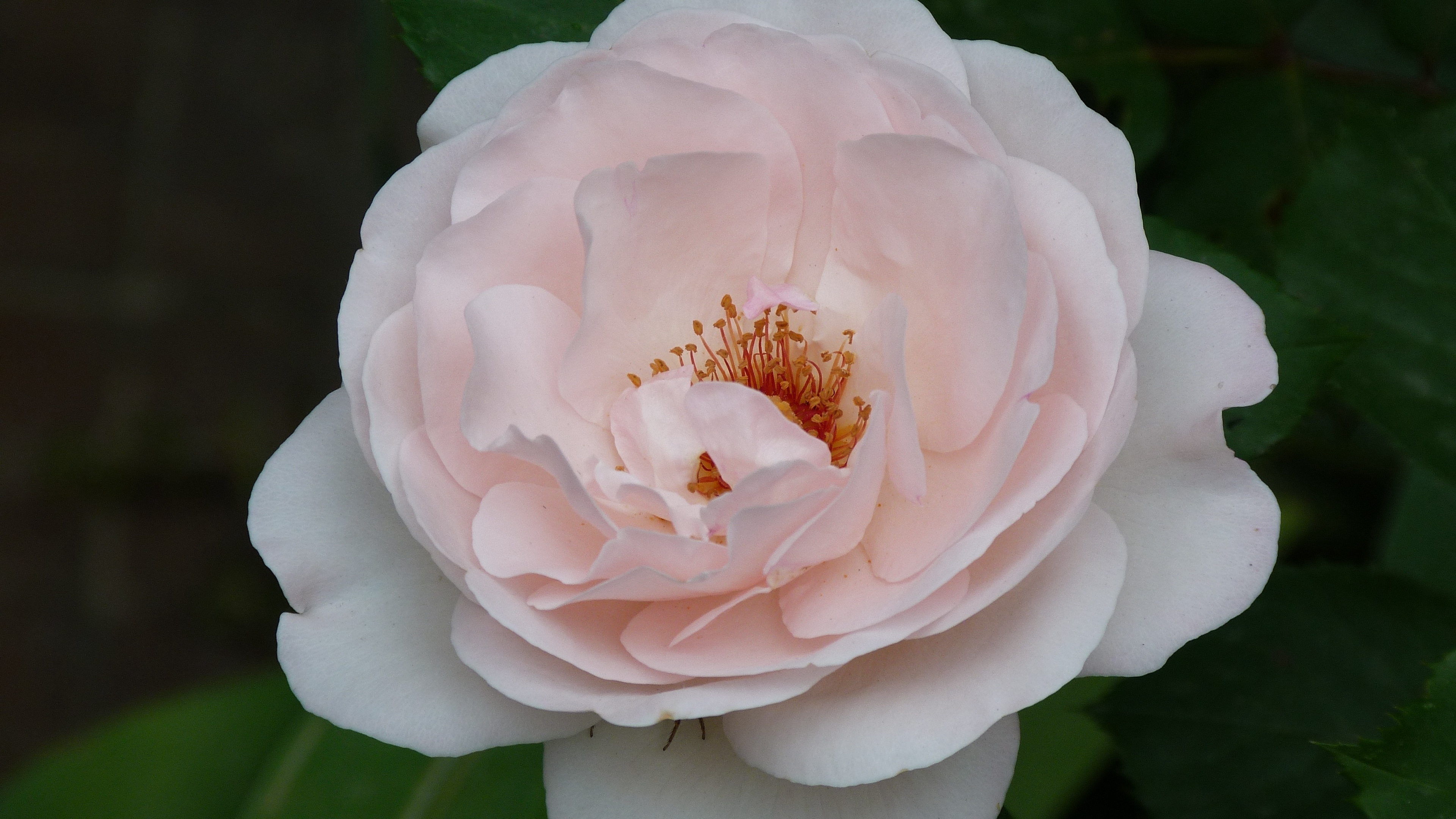 rose flower bud close up night 4k 1540064303