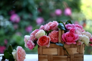 rose flowers buds basket blurring 4k 1540065054