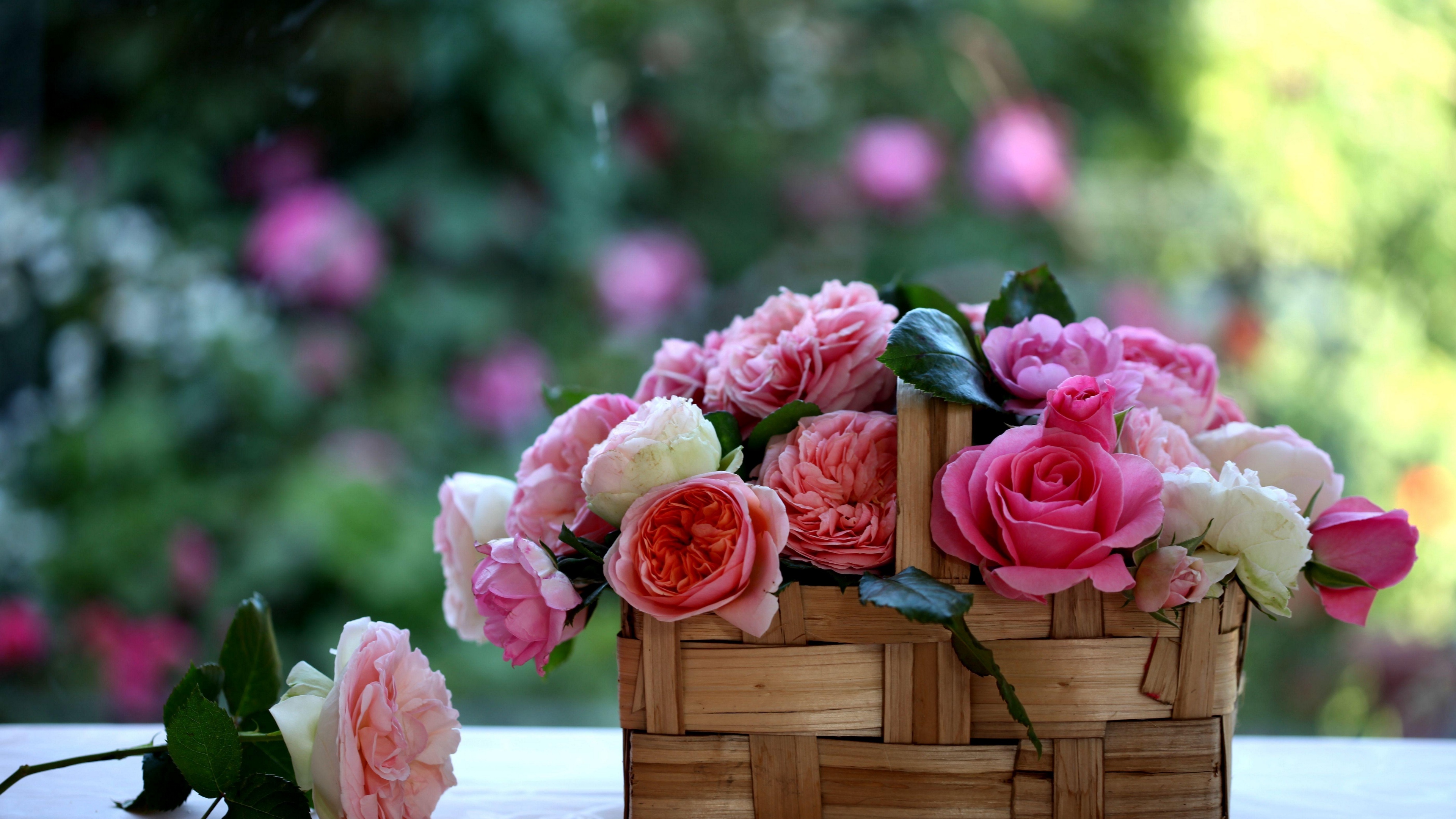 rose flowers buds basket blurring 4k 1540065054