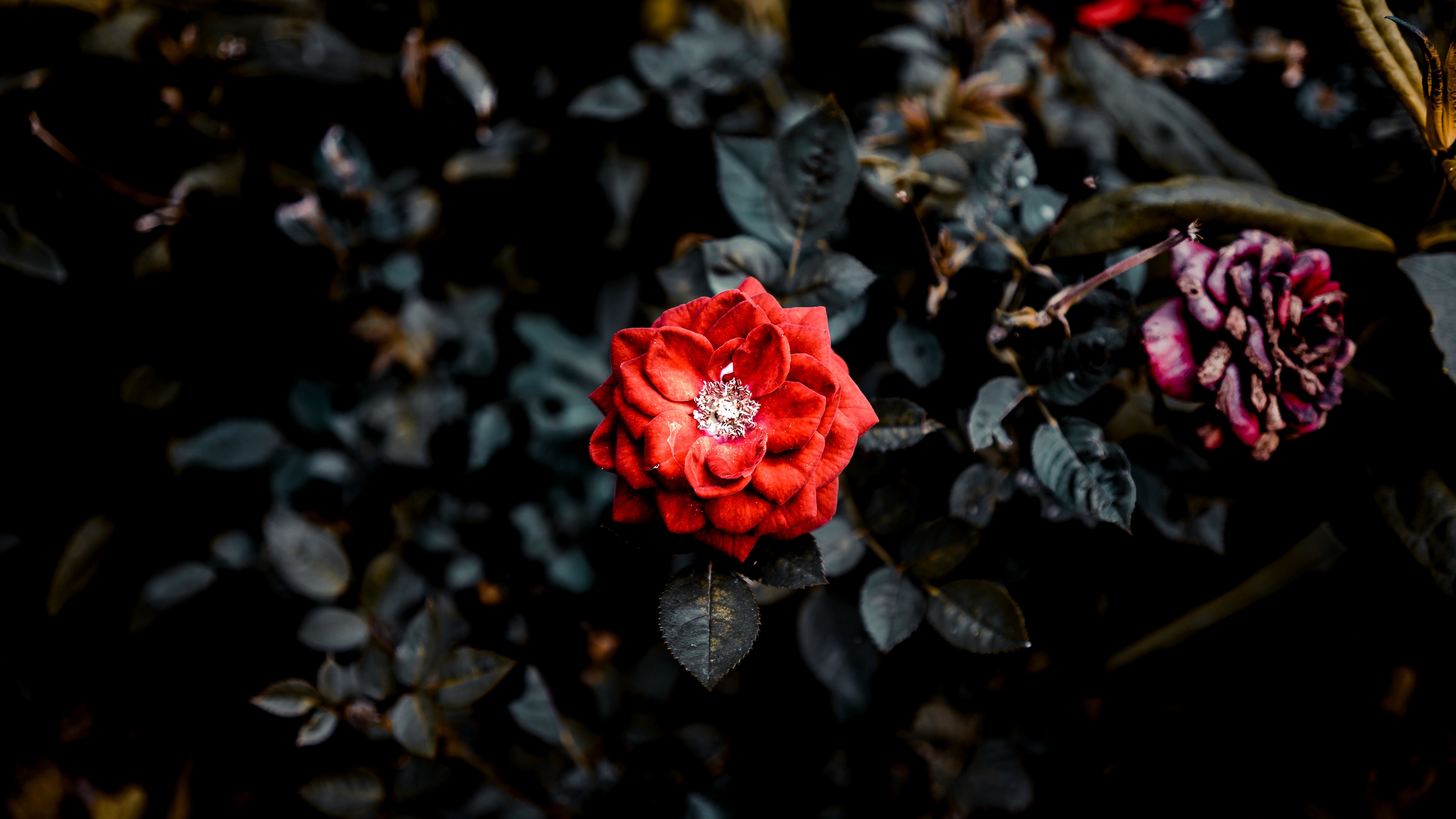 rose red bud bush garden 4k 1540064901