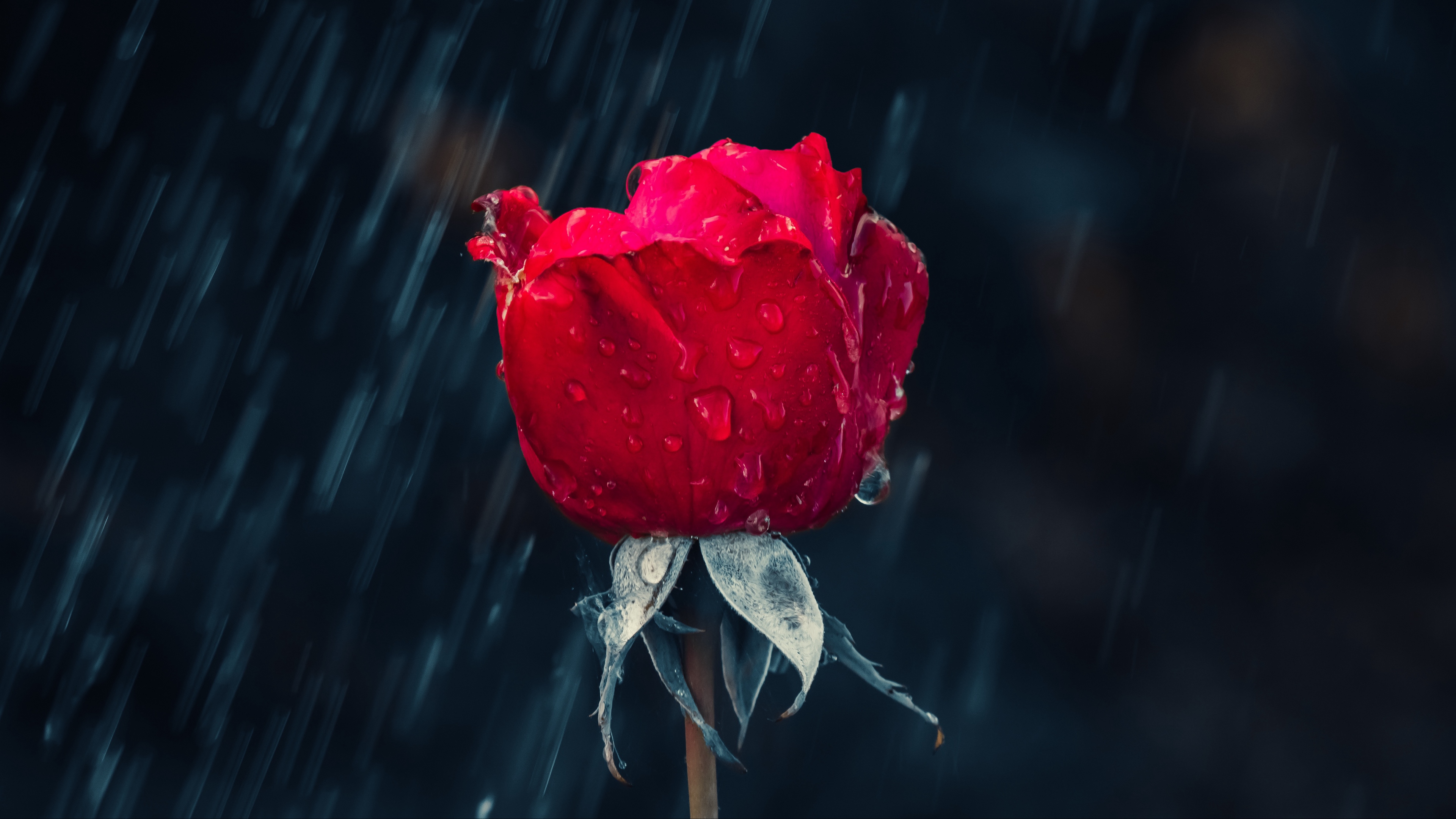 Red Rose 4K Wallpapers  Top Free Red Rose 4K Backgrounds  WallpaperAccess