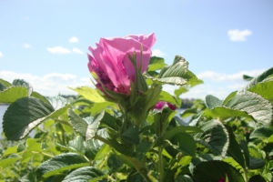 rose shrub flowering foliage sky 4k 1540064145