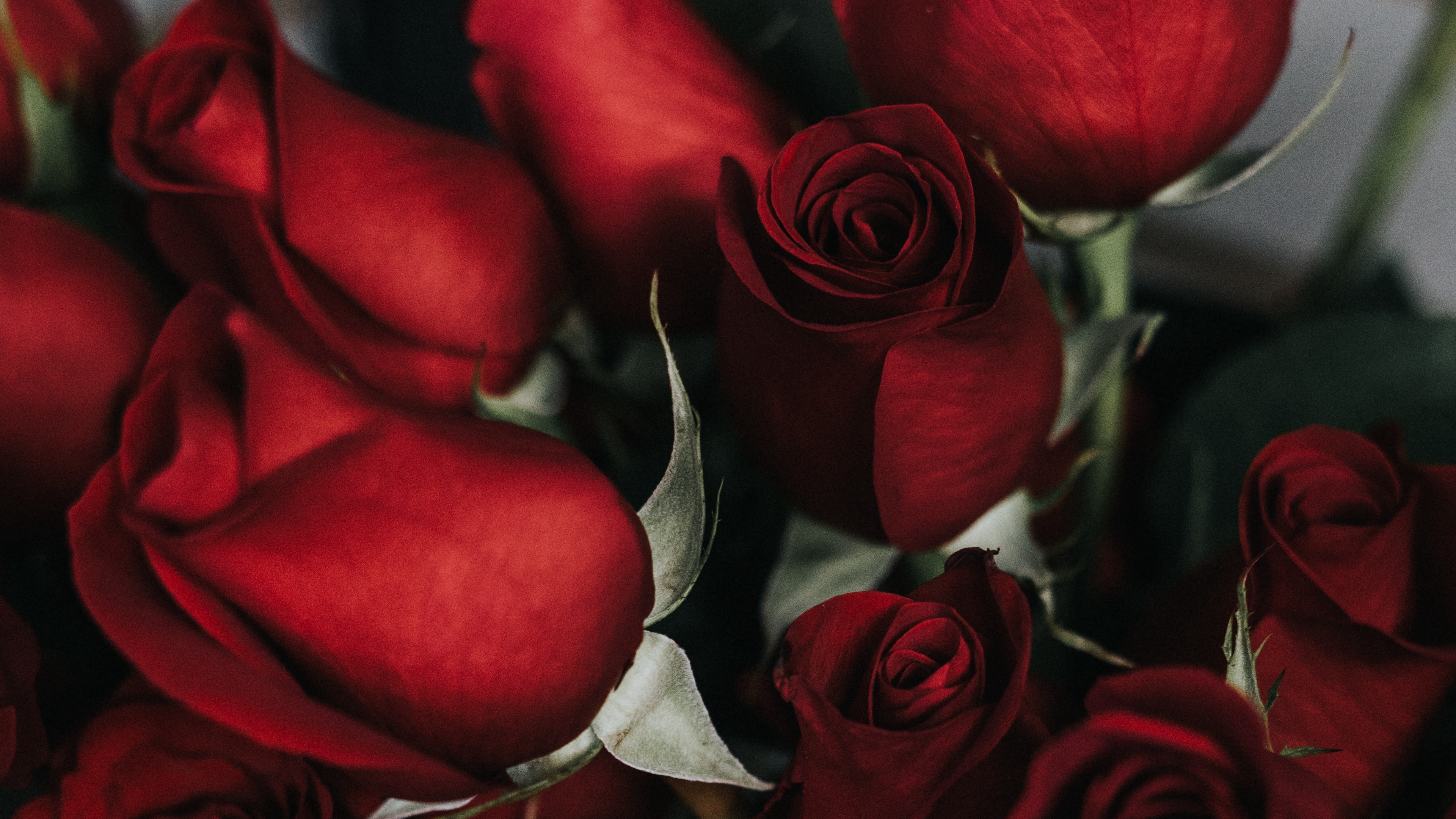 roses bouquet red petals 4k 1540064951