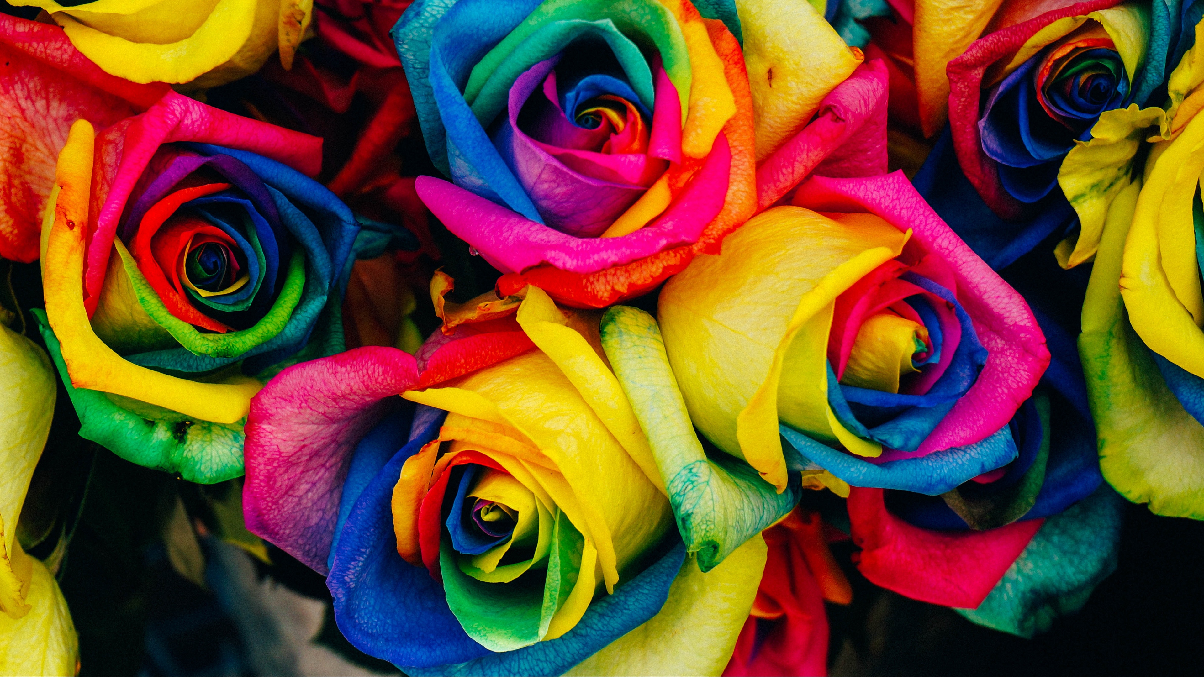 roses colorful rainbow 4k 1540064948