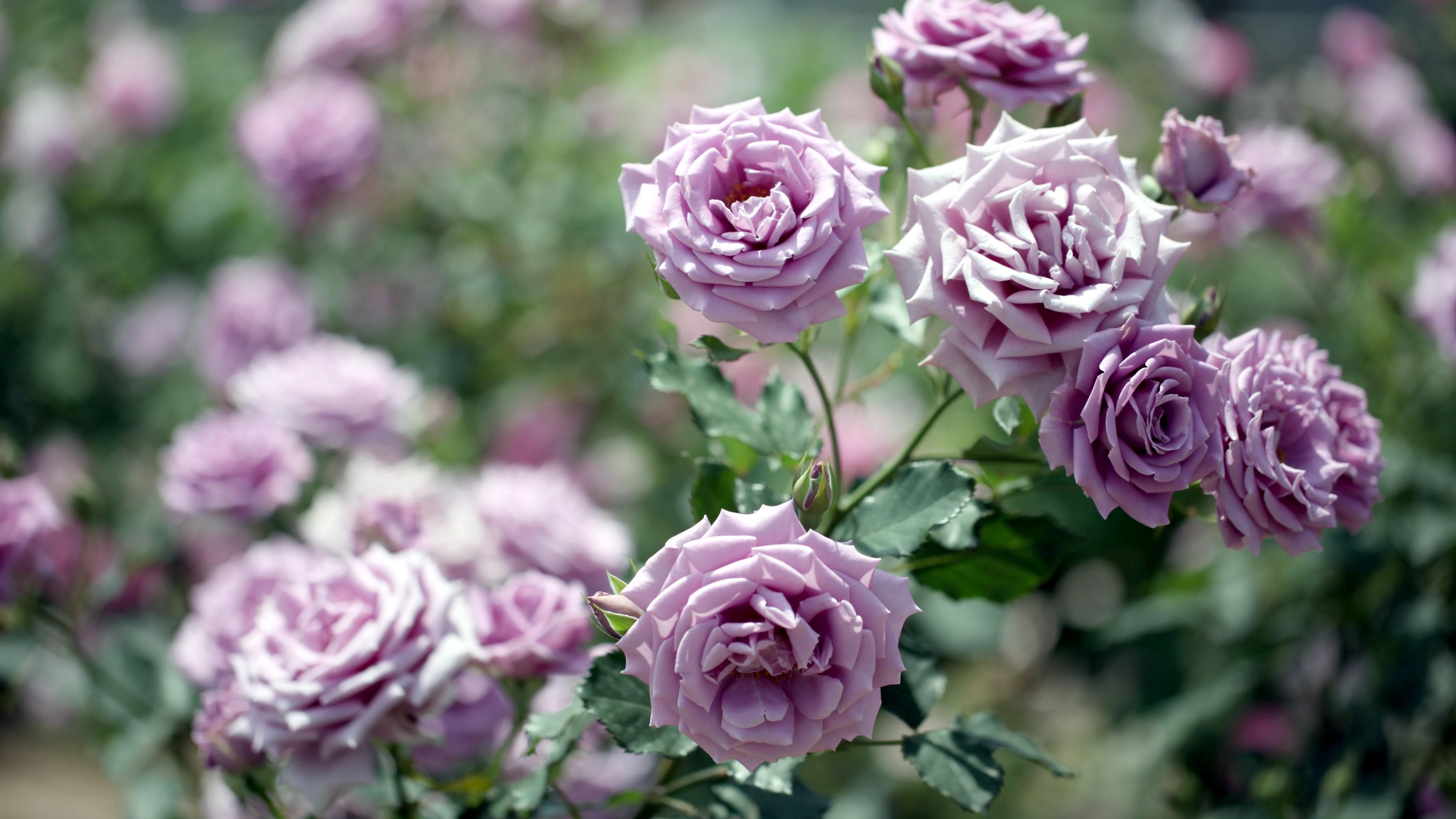 roses flowers garden blurring 4k 1540064295