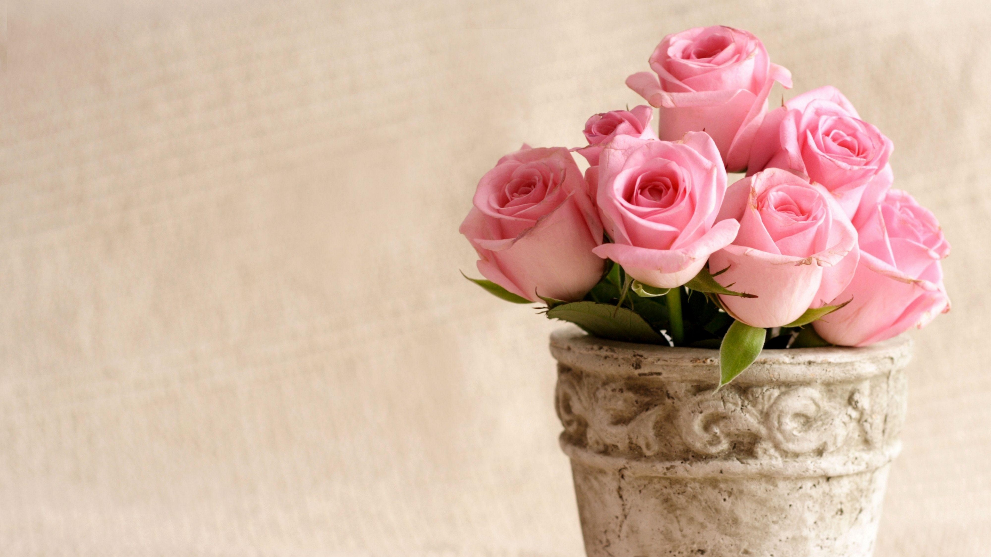 roses flowers pot petals 4k 1540065263