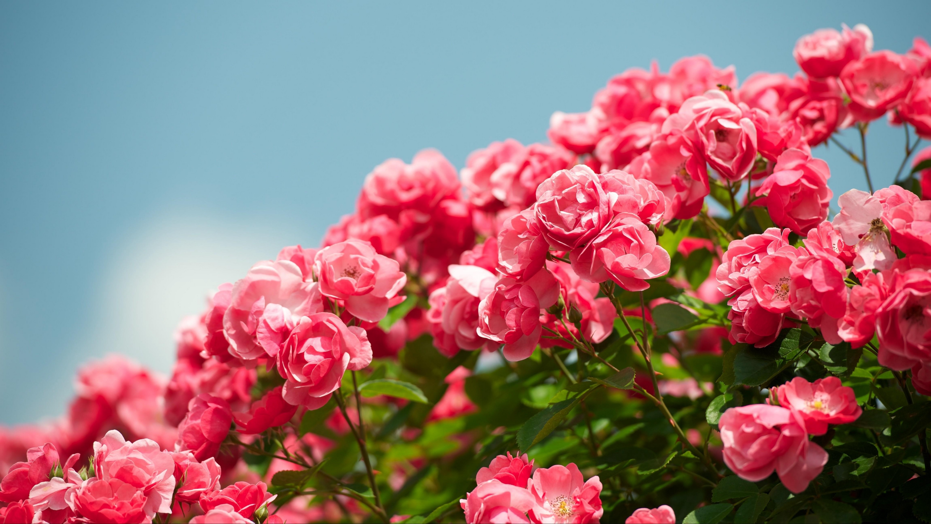 roses shrub sky sharpness beautiful 4k 1540065237