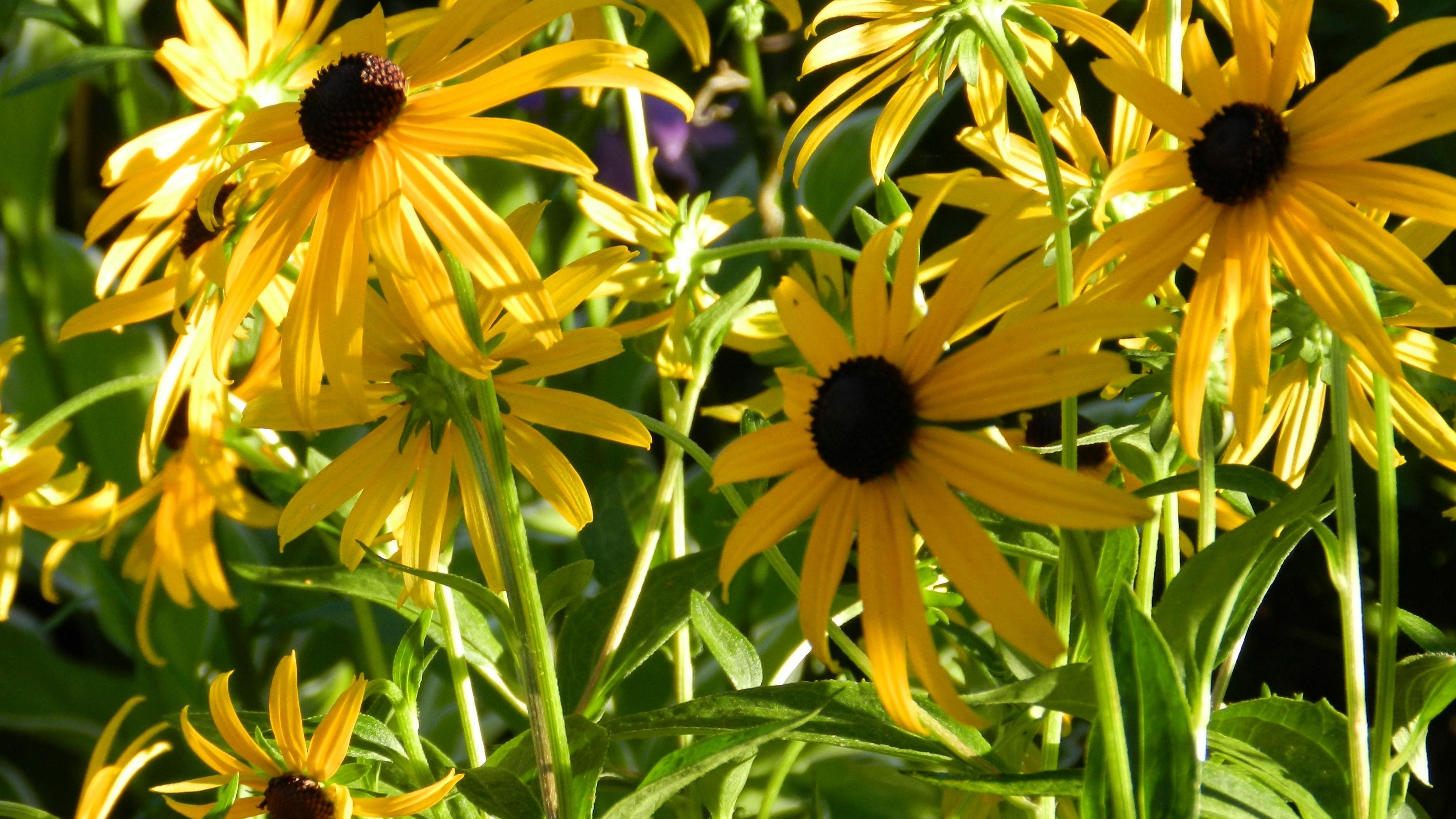 rudbeckia flowerbed close up sharpness 4k 1540064197