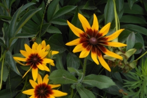 rudbeckia flowers herbs summer 4k 1540064135