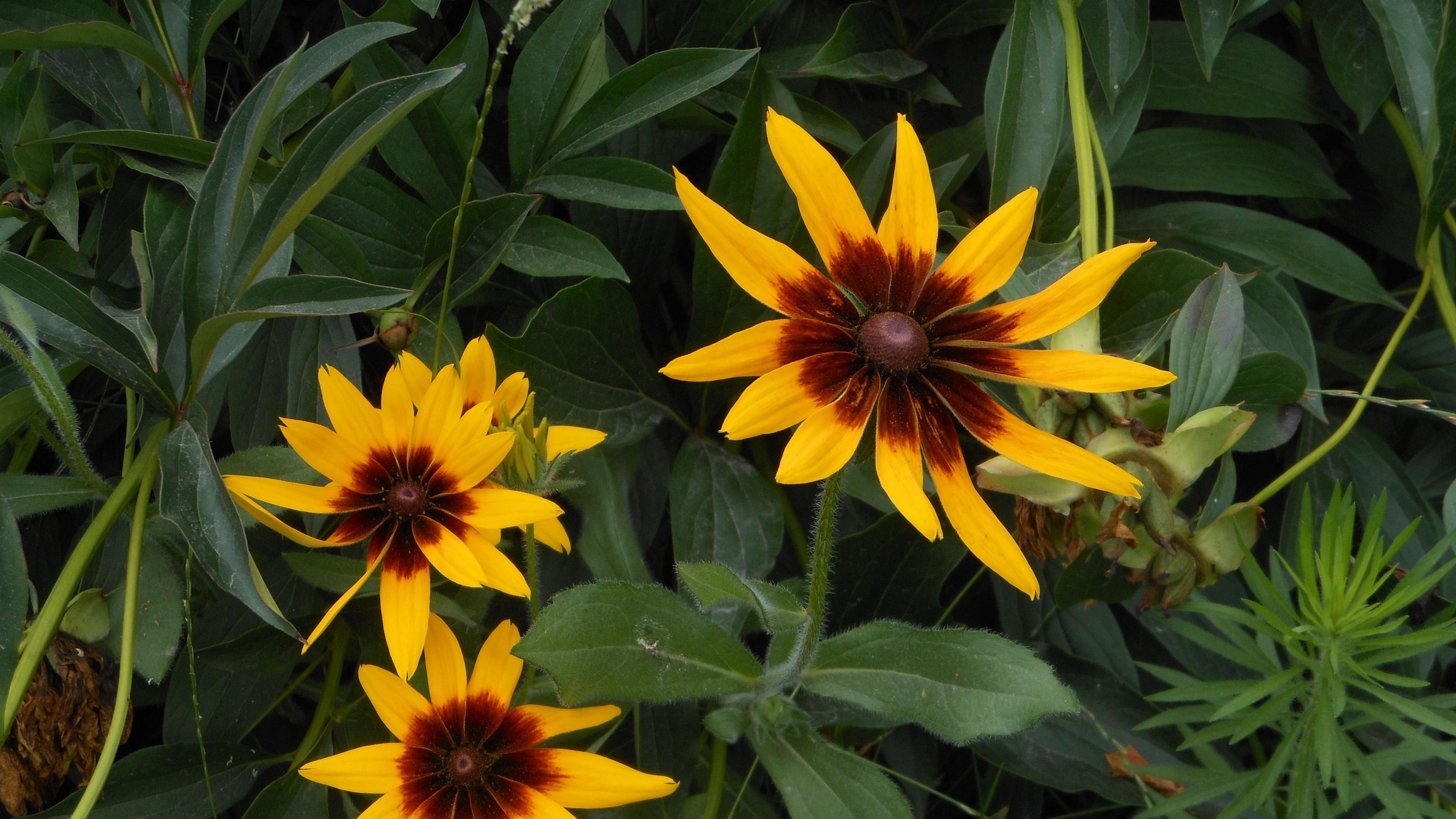 rudbeckia flowers herbs summer 4k 1540064135