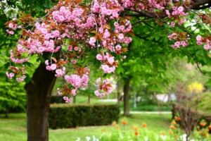 sakura bloom spring garden sharpness 4k 1540065057