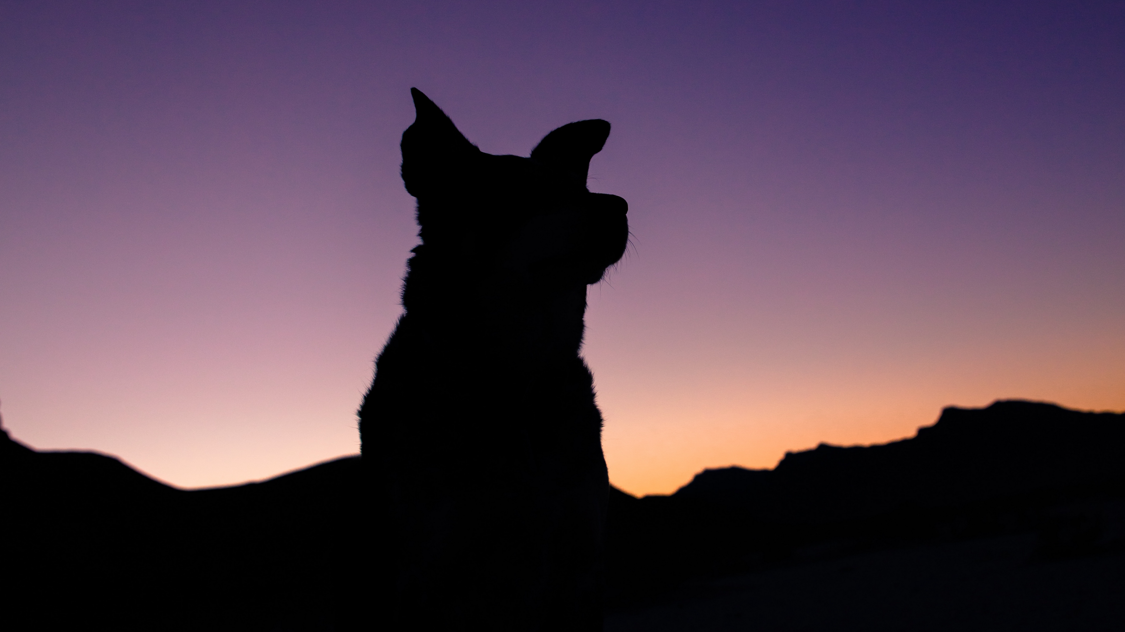 silhouette dog night sky 4k 1540575593