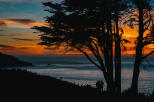 silhouettes sunset tree sea 4k 1540574730