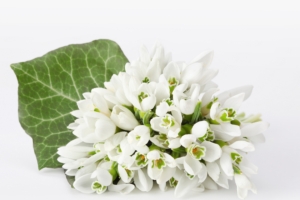 snowdrops bouquet white background 4k 1540065155