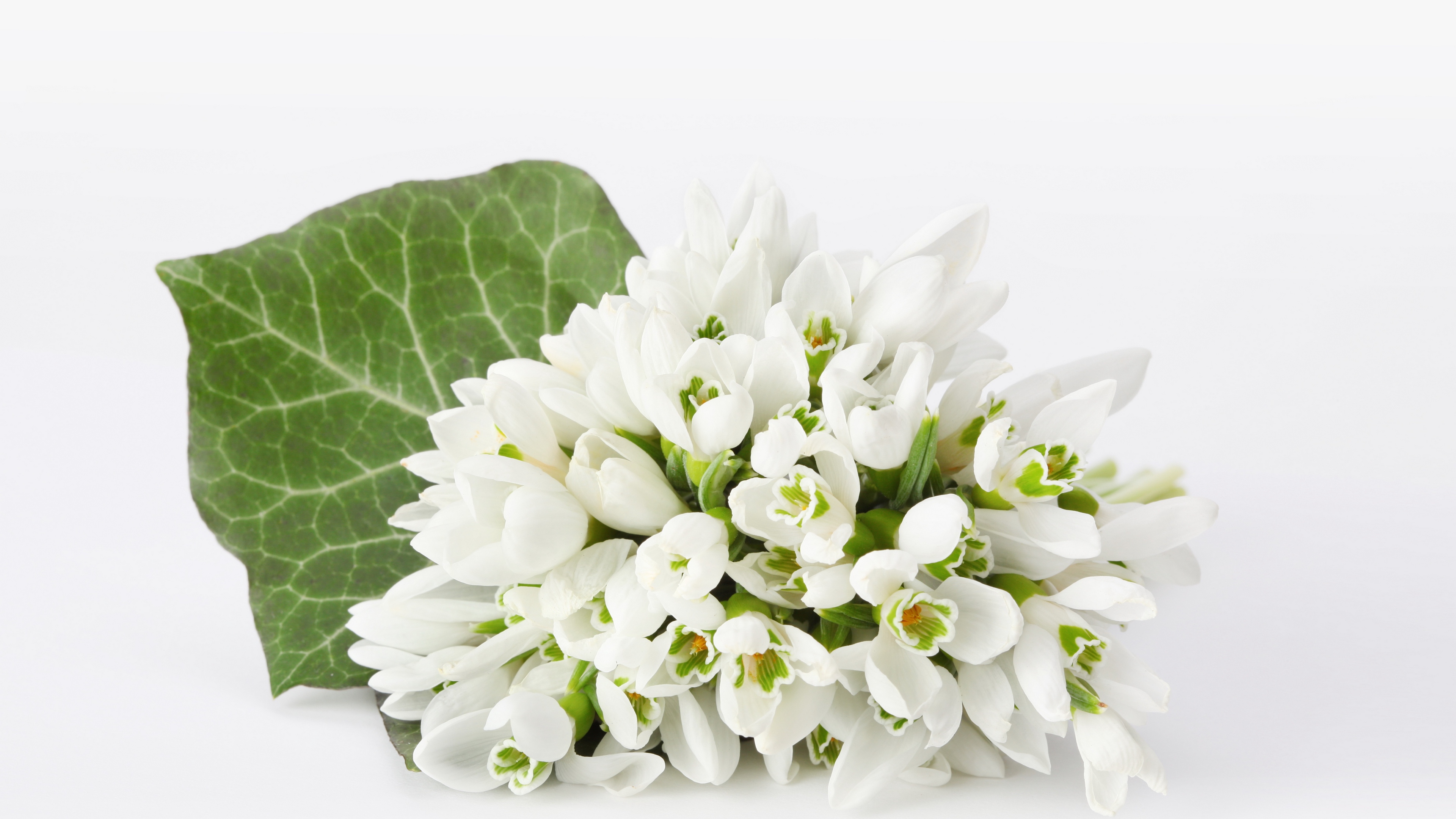 snowdrops bouquet white background 4k 1540065155