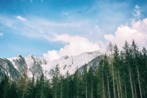 snowy mountains long trees stock 4k 1540138438