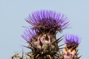 spanish artichoke plant flower 4k 1540065250