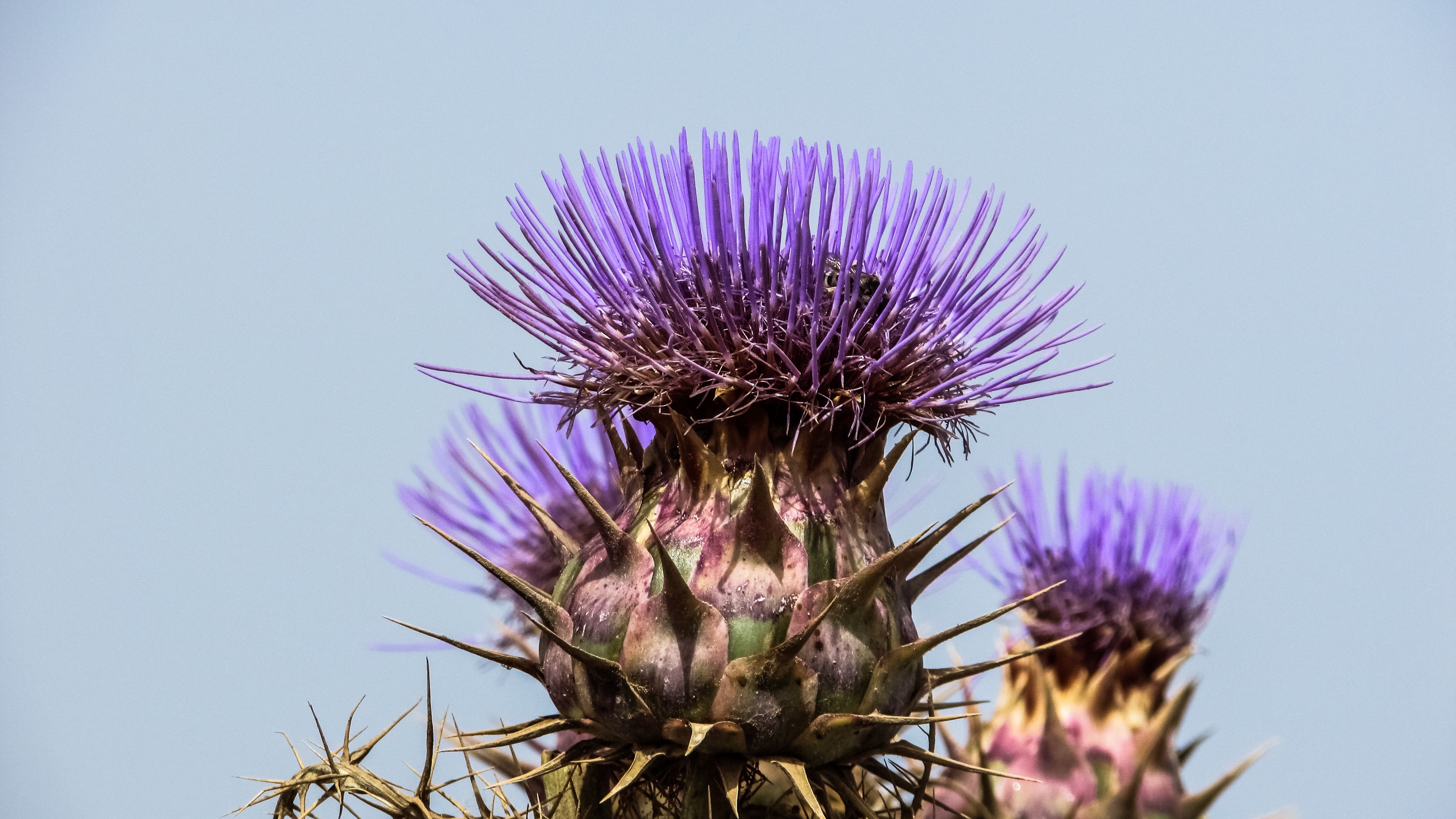 spanish artichoke plant flower 4k 1540065250